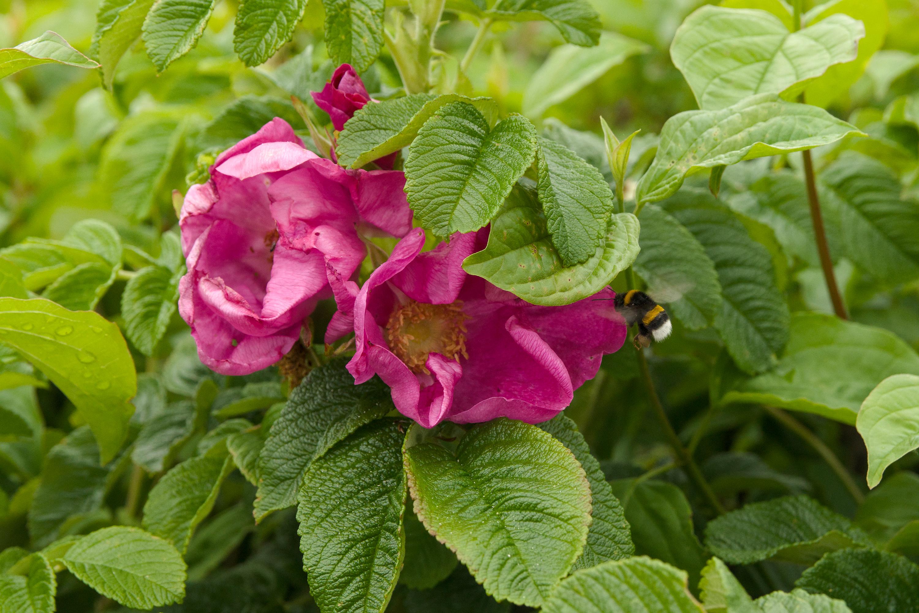 a bumblebee mid-flight, with its fuzzy hair, wings, antennae and legs clearly visible, approaching one of a pair of very vividly magenta-coloured flowers, with a yellow centre. they're surrounded by a lot of bright green leaves, illuminated by an overcast sky, with some leftover rain droplets here and there.