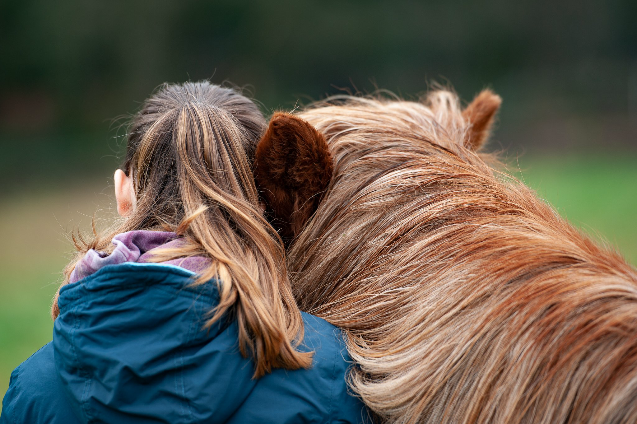 Eine Person ist von hinten zu sehen und lehnt ihren Kopf an den Hals eines Pferdes. Die Person hat braunes, teilweise zusammengebundenes Haar und trägt eine dunkelblaue Jacke über einem lilafarbenen Oberteil. Das Pferd rechts im Bild hat rötlich-braunes Fell und eine dichte, helle bis rötliche Mähne. Der Hintergrund ist stark unscharf und besteht aus weichen, natürlichen Grün- und Brauntönen. A person is seen from behind, leaning their head against the neck of a horse. The person has brown, partially tied-back hair and is wearing a dark blue jacket over a purple top. The horse on the right side of the image has a reddish-brown coat and a thick, light to reddish mane. The background is highly blurred and consists of soft, natural green and brown tones.