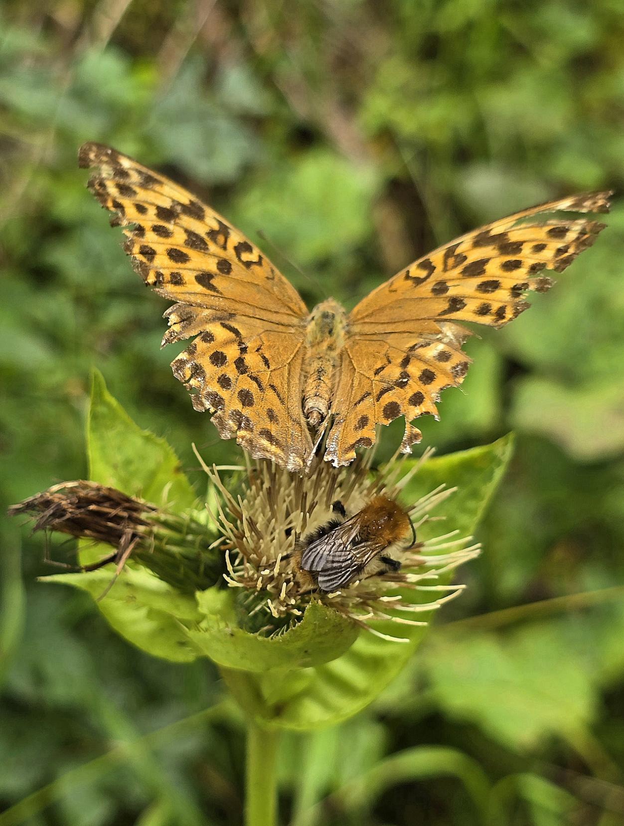 Tag. Gekber Schmetterling und dunkle Hummel sitzen auf einer Distel.