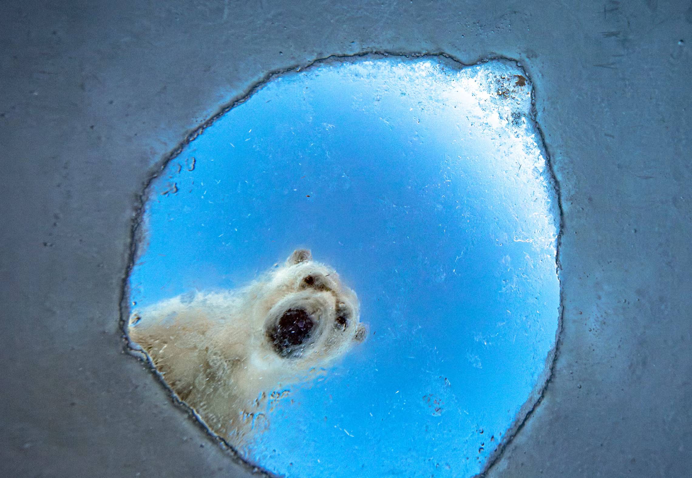 A polar bear gazes down through a breathing hole.