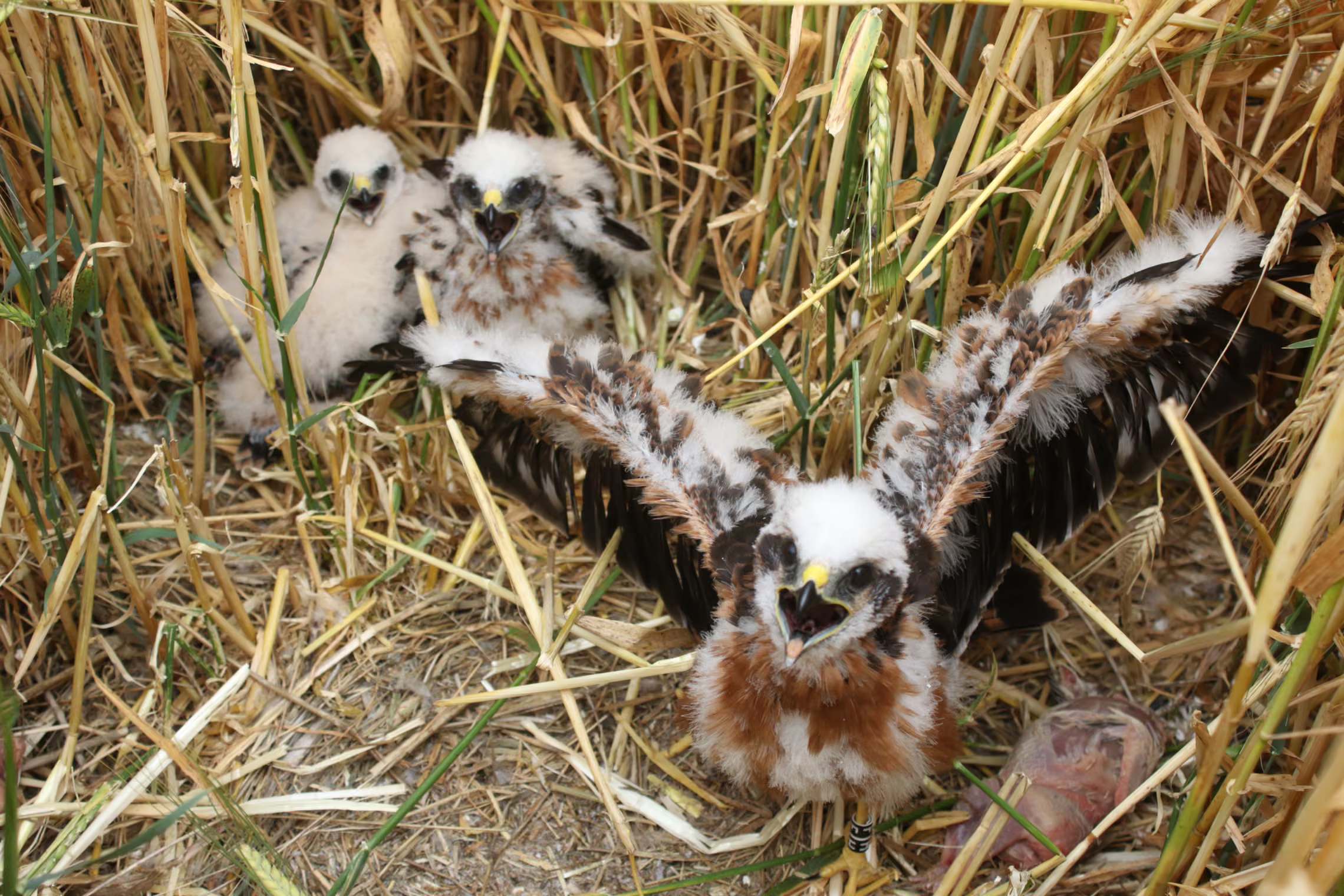 Montagu’s harrier chick raising its wings, with 3 more at the back.