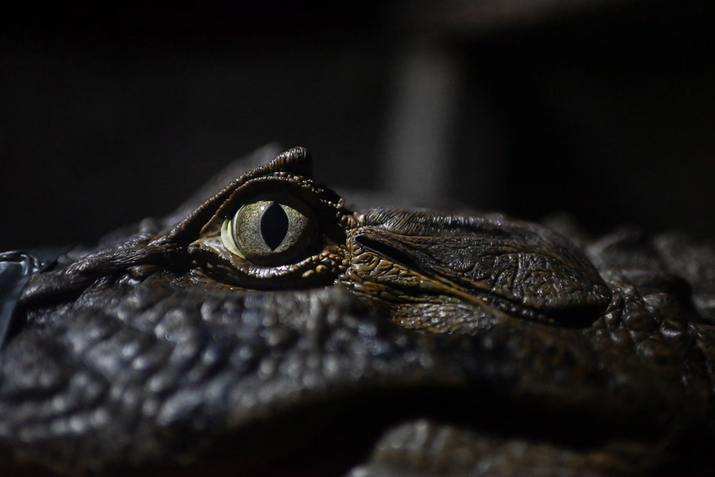 A extreme close-up side profile of a reptile's eye, likely a crocodile or caiman, emerging from shadow. The eye features a sharp, vertical black slit pupil surrounded by a yellow and speckled iris, set within dark, textured, bumpy skin. Light illuminates the top and side of the head, highlighting the intricate ridge patterns and moisture on its scales against a dark, moody background.