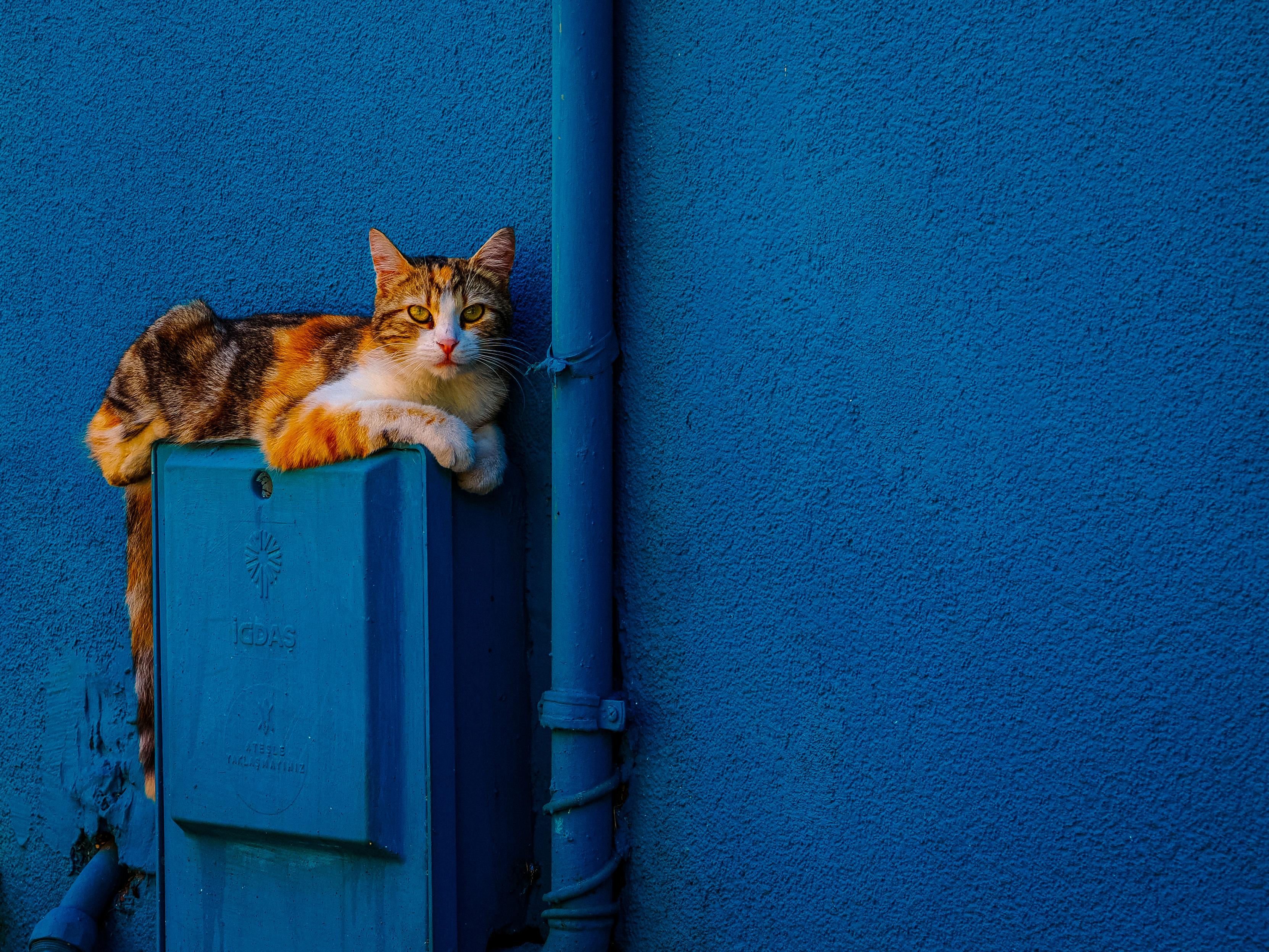 A fabulous looking calico (orange, black and white) cat, sat on the top of an electrical box. The entire scene is painted blue contrasting with the vivid colours of the cat. Photographed in Cihangir, Istanbul.
