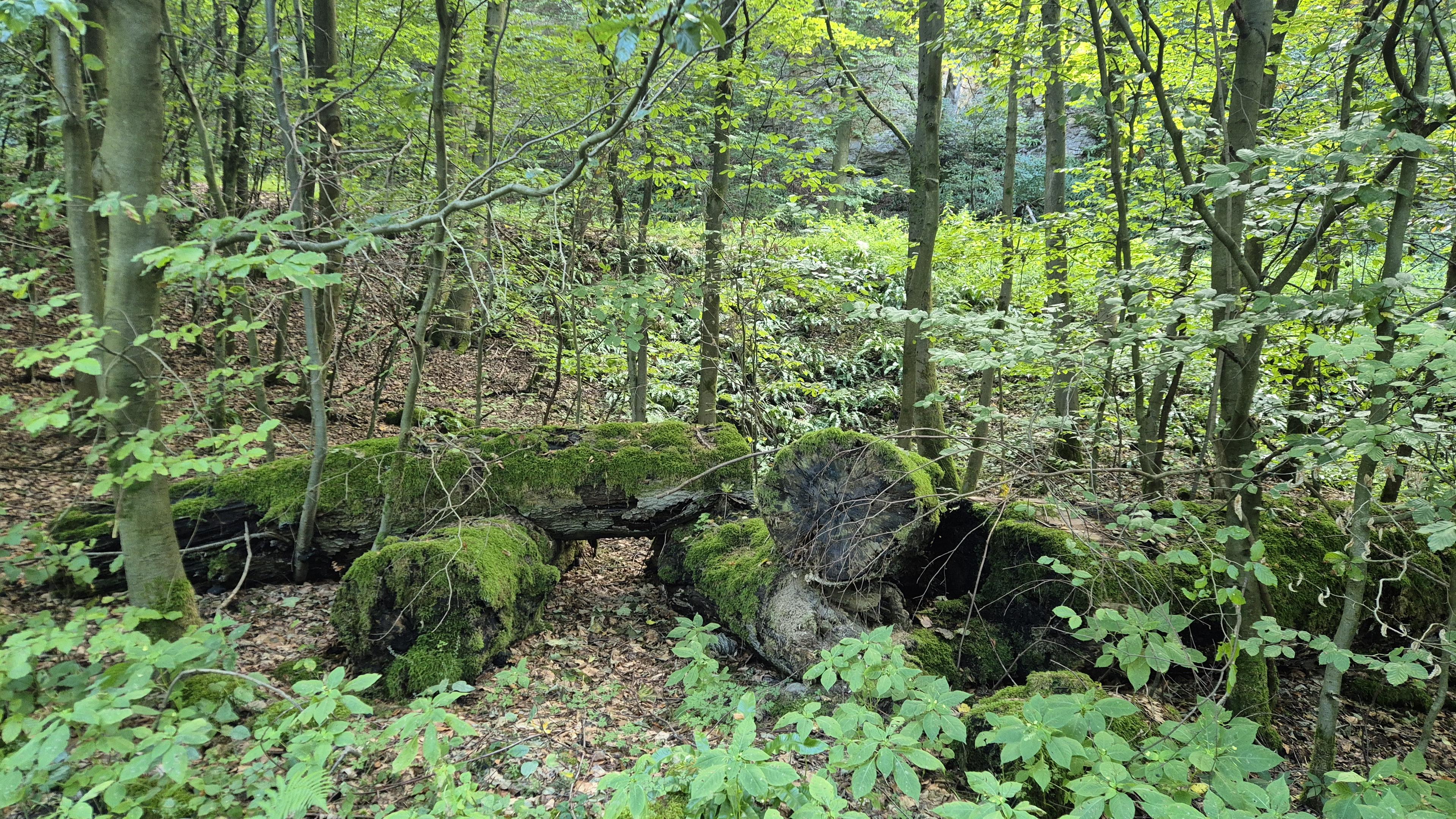Mit Moos bewachsene, am Boden liegende Baumstämme zwischen dünnen Bäumen. /
Tree trunks lying on the ground, covered in moss, amongst sparse trees.