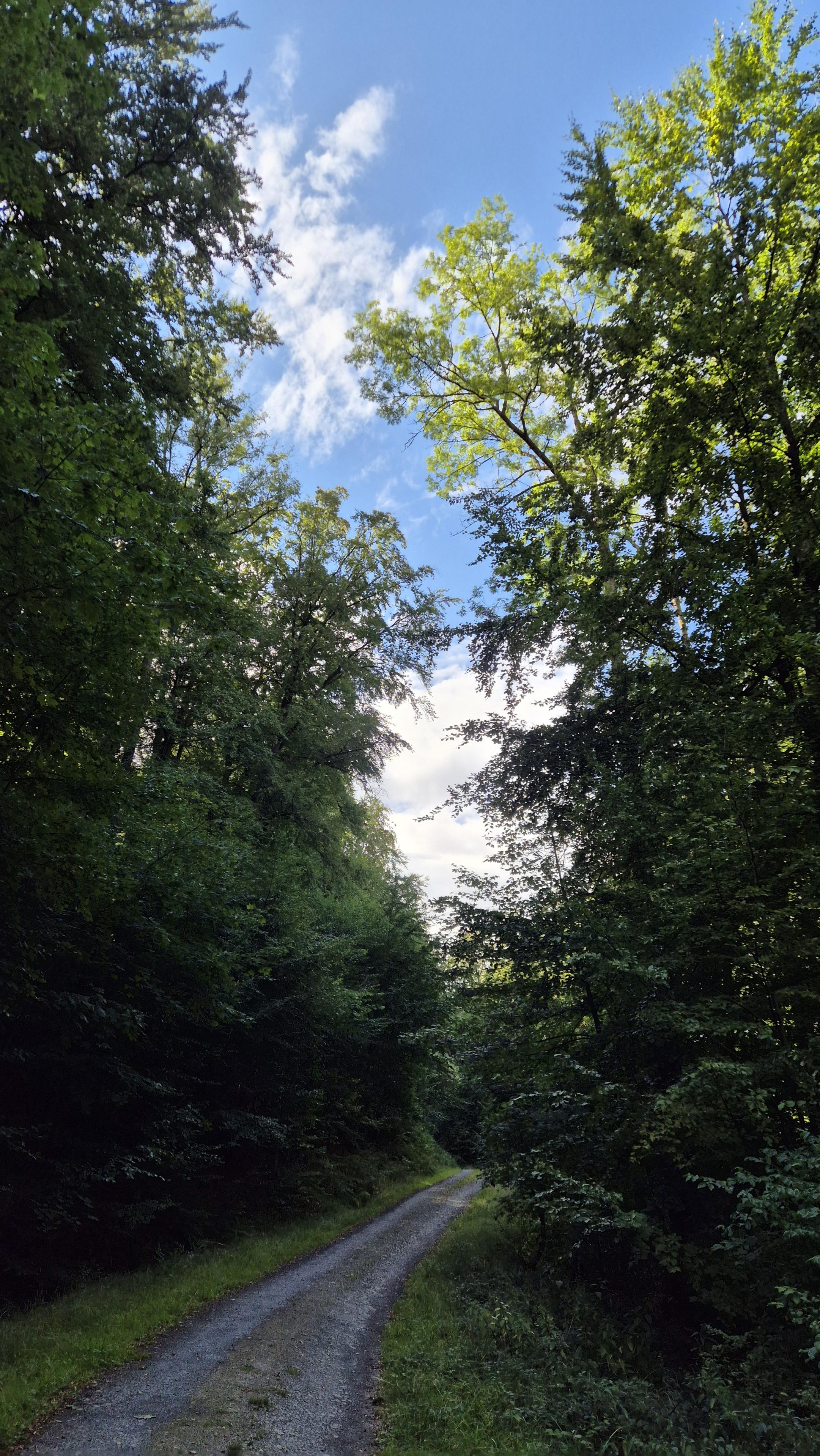 Ein Wanderweg, umgeben von Bäumen, unter weißblauem Himmel. /
A footpath, surrounded by trees, beneath a white-and-blue sky.