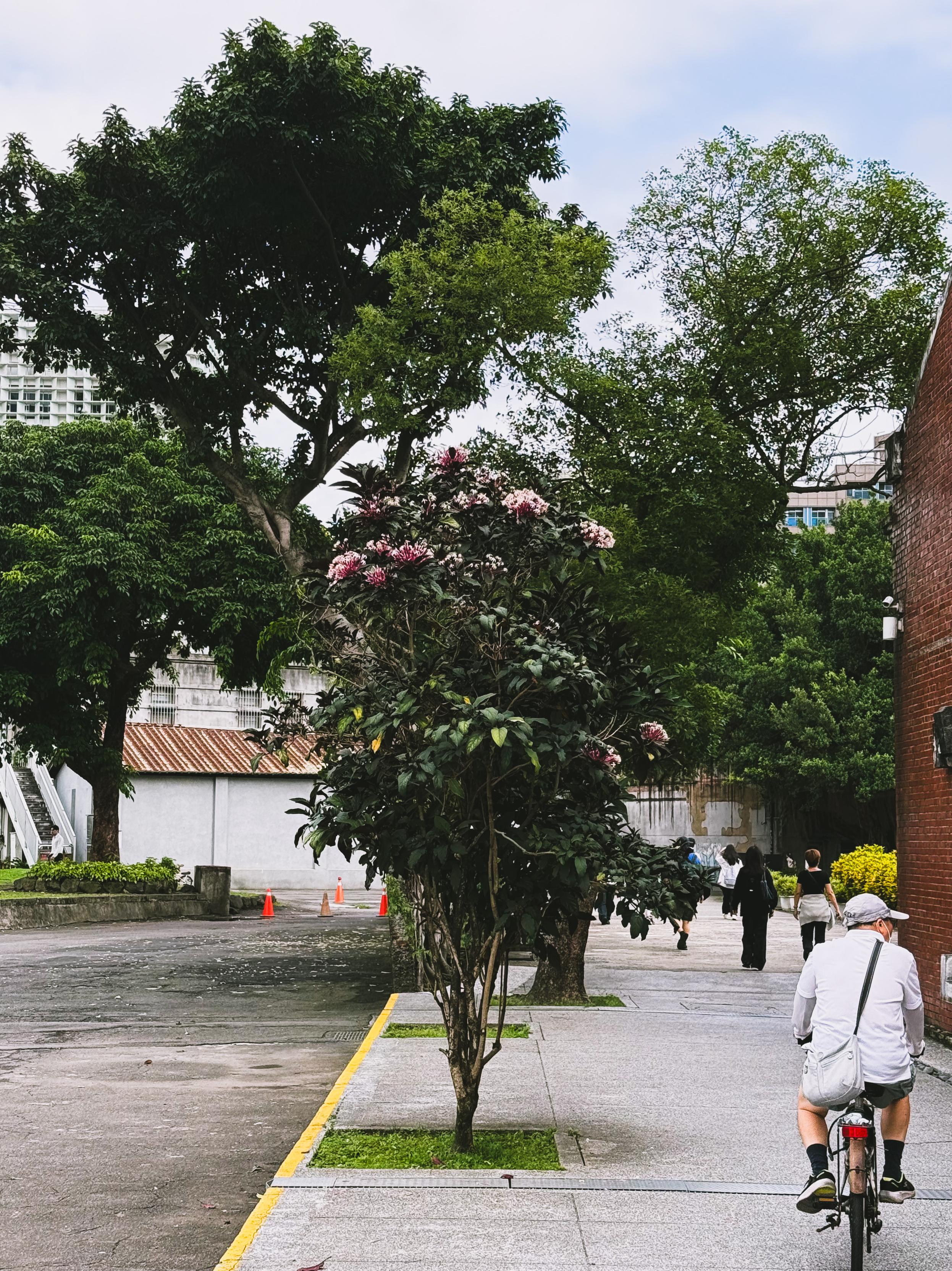 A person cycling along a sidewalk next to trees and a brick wall in an urban park setting.