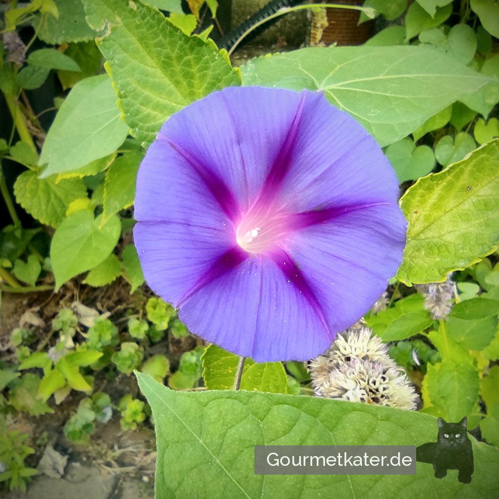 Prunkwinde