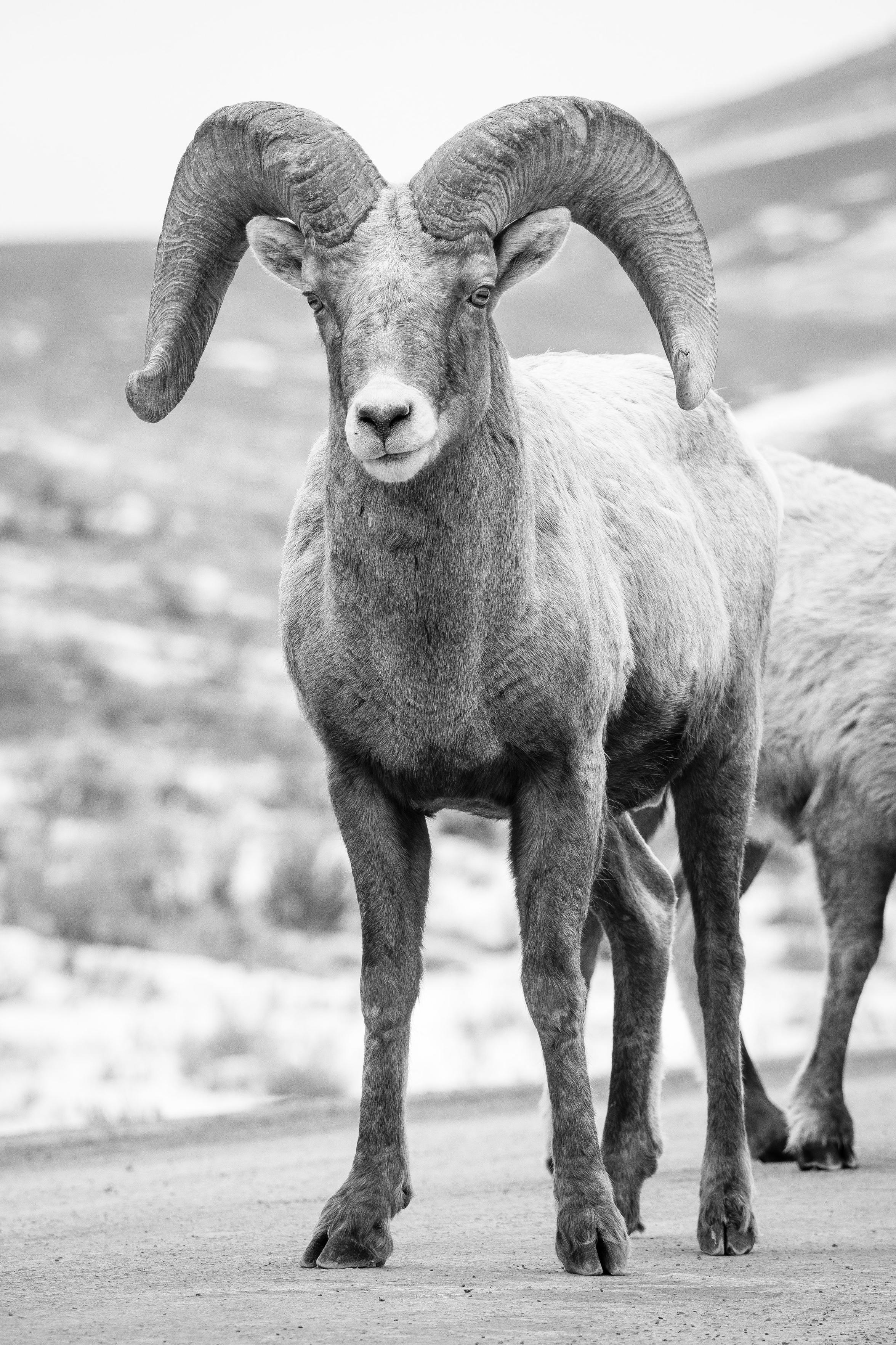 A bighorn ram walking on the road at the National Elk Refuge.