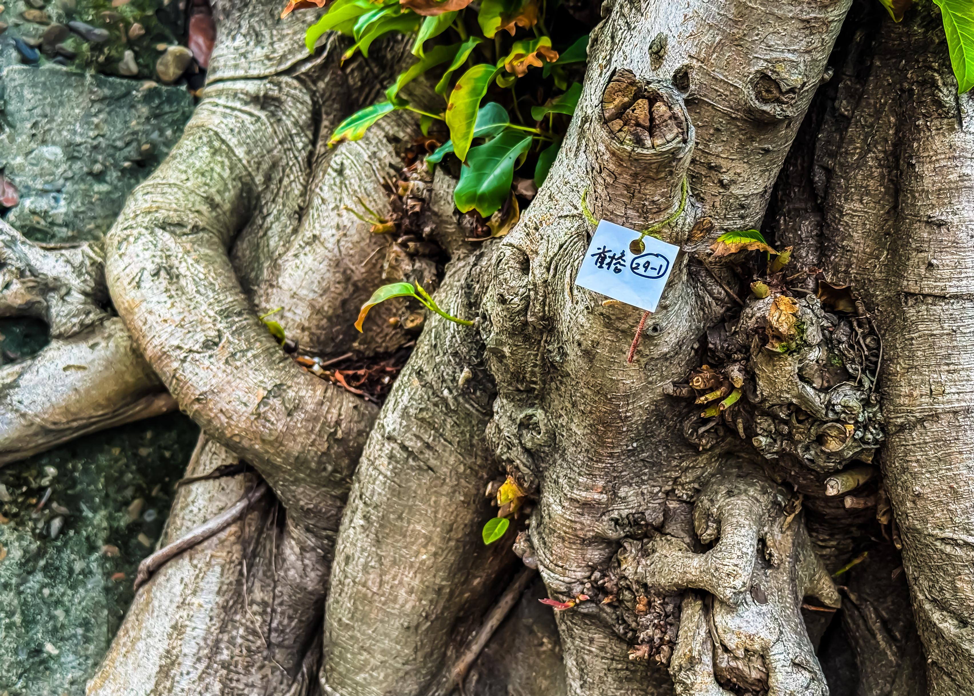 Close-up of tree roots and trunk with a small white tag attached, displaying handwritten characters likely in Chinese.