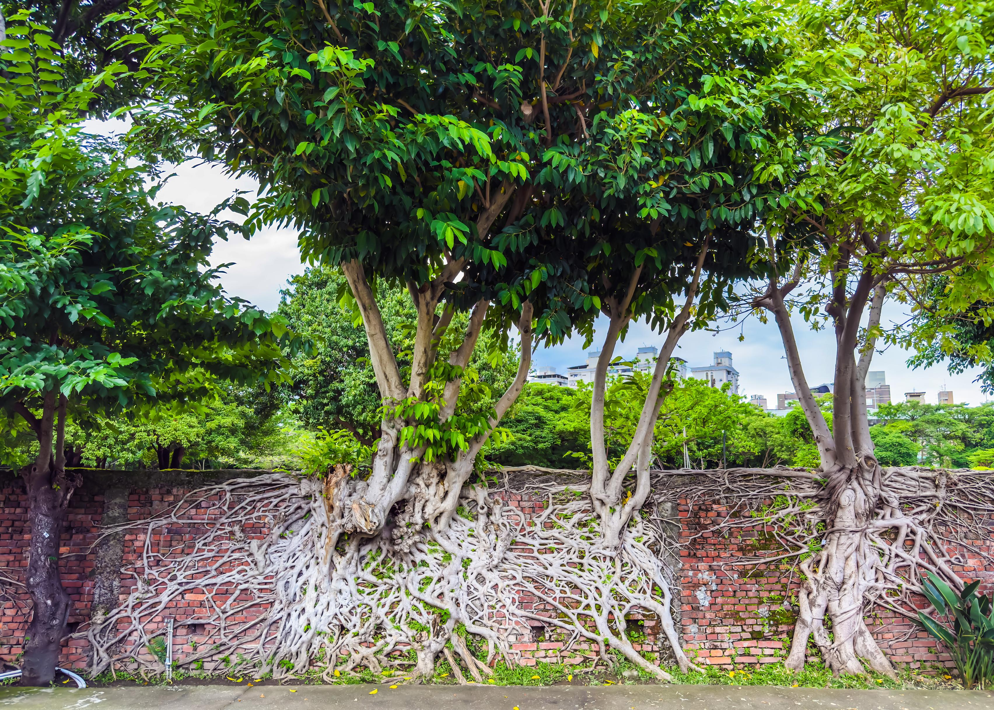 Trees with intricate, exposed roots growing along a brick wall in a lush, urban park.