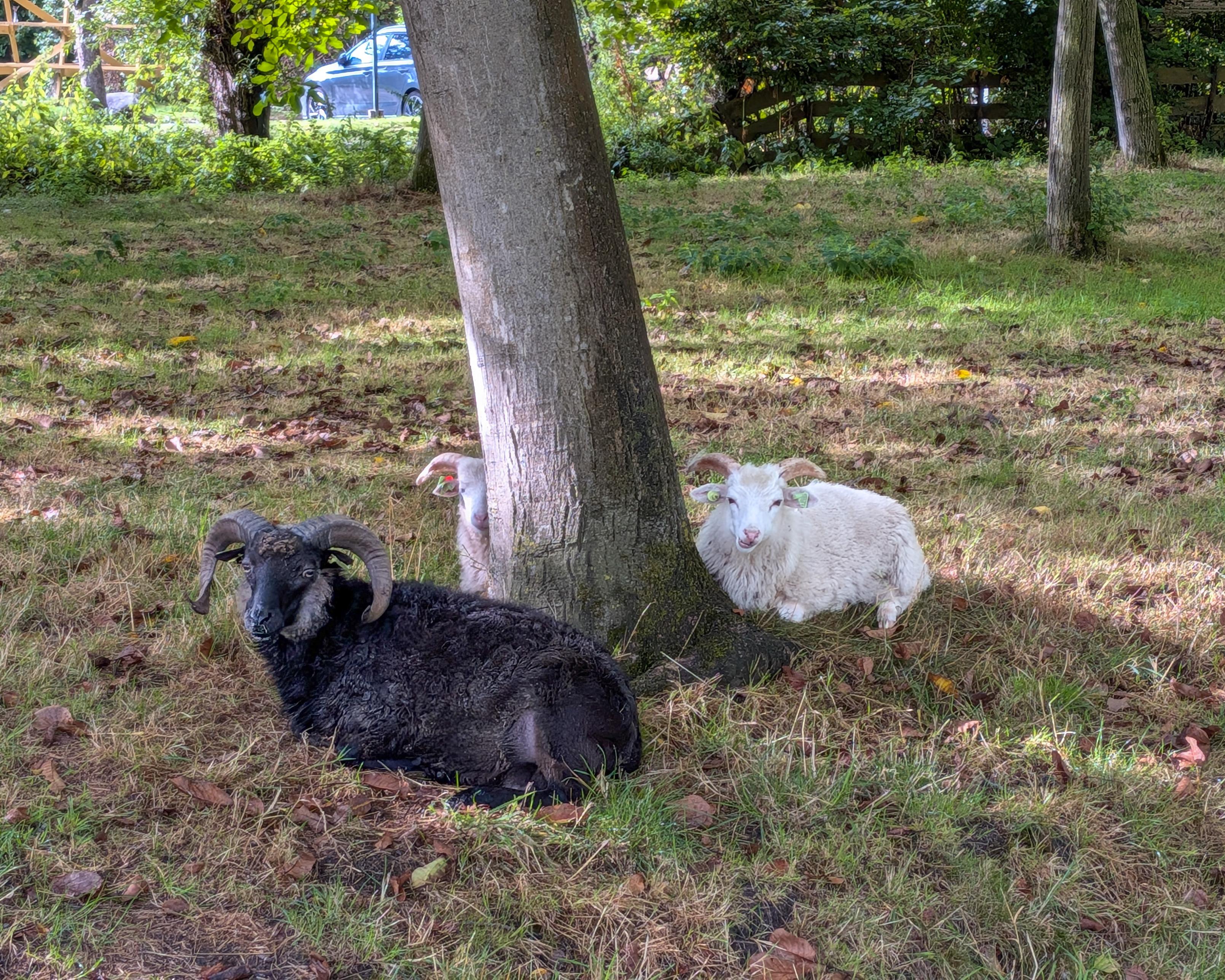 Geiten in het gras