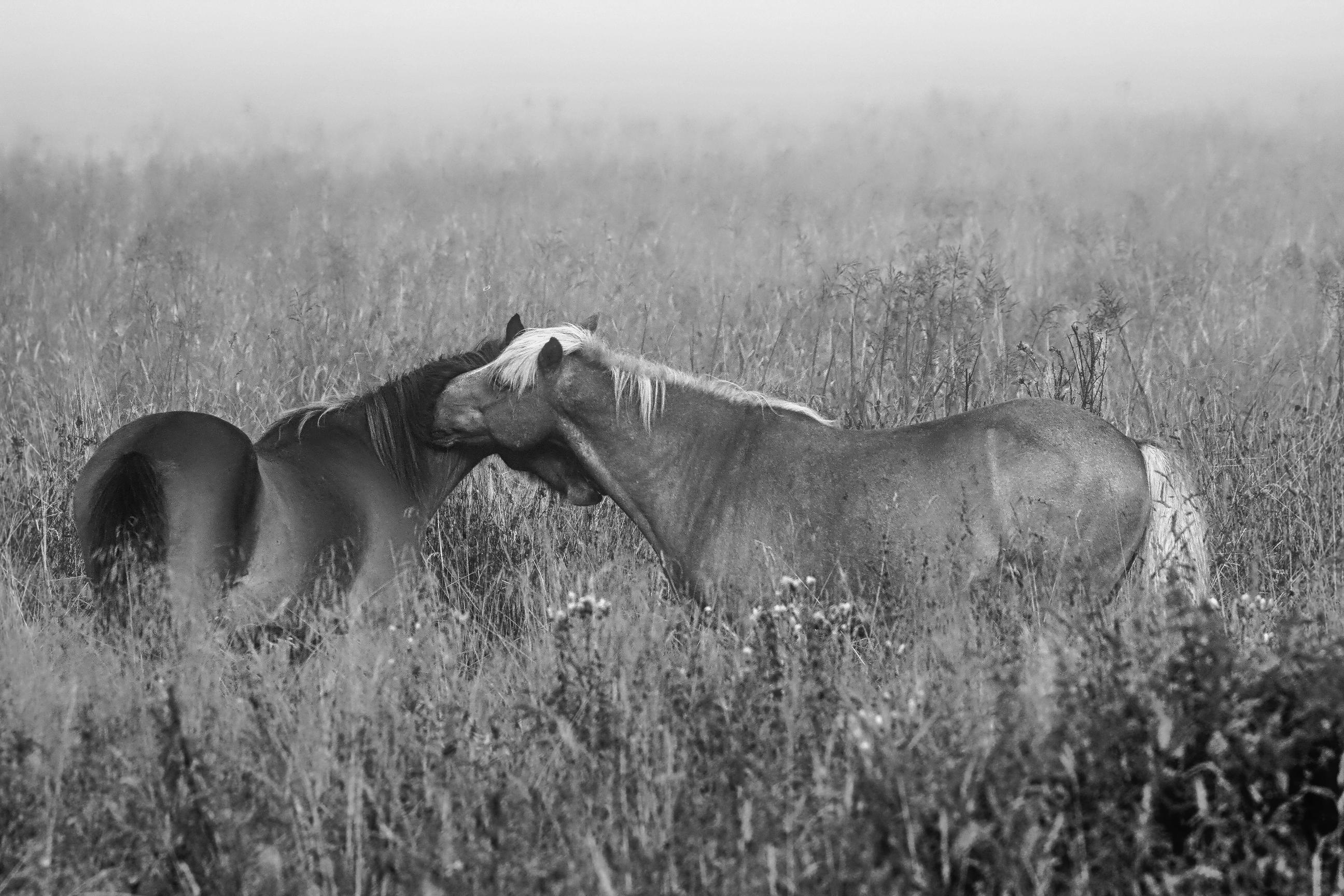 Schwarzweiss-Foto von zwei Pferden auf ihrer wilden Wiese, die sich gegenseitig die Köpfe und Hälse im leichten Morgenneben kraulen.