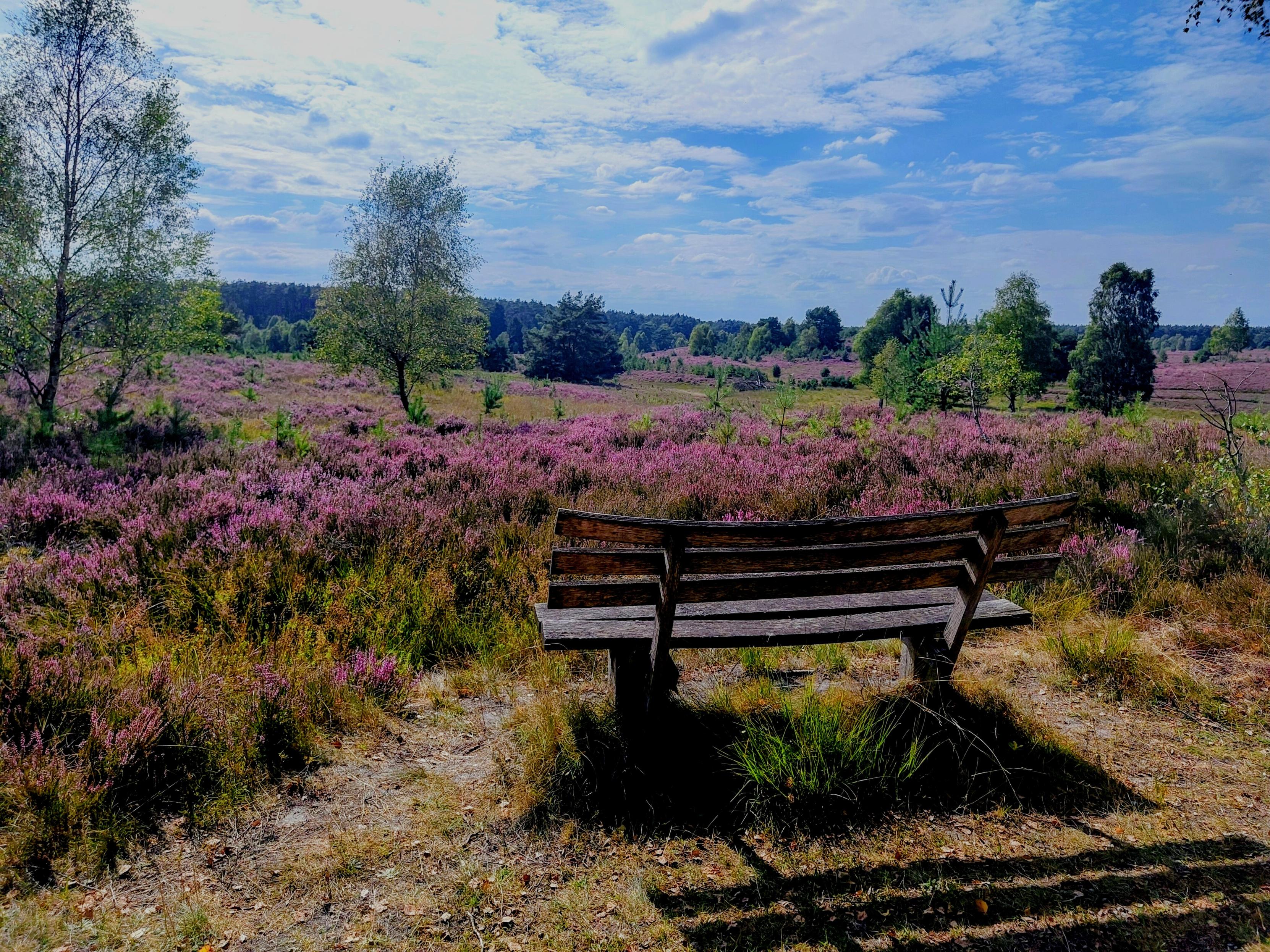 Das Bild zeigt eine hölzerne Bank vor einer Heidelandschaft. Von dort blickt man auf violett blühende Heidepflanzen, kleine Birken, Wacholderbüsche und einen Wald in der Ferne. Der Himmel ist blau und es gibt einige weiße Wolken.