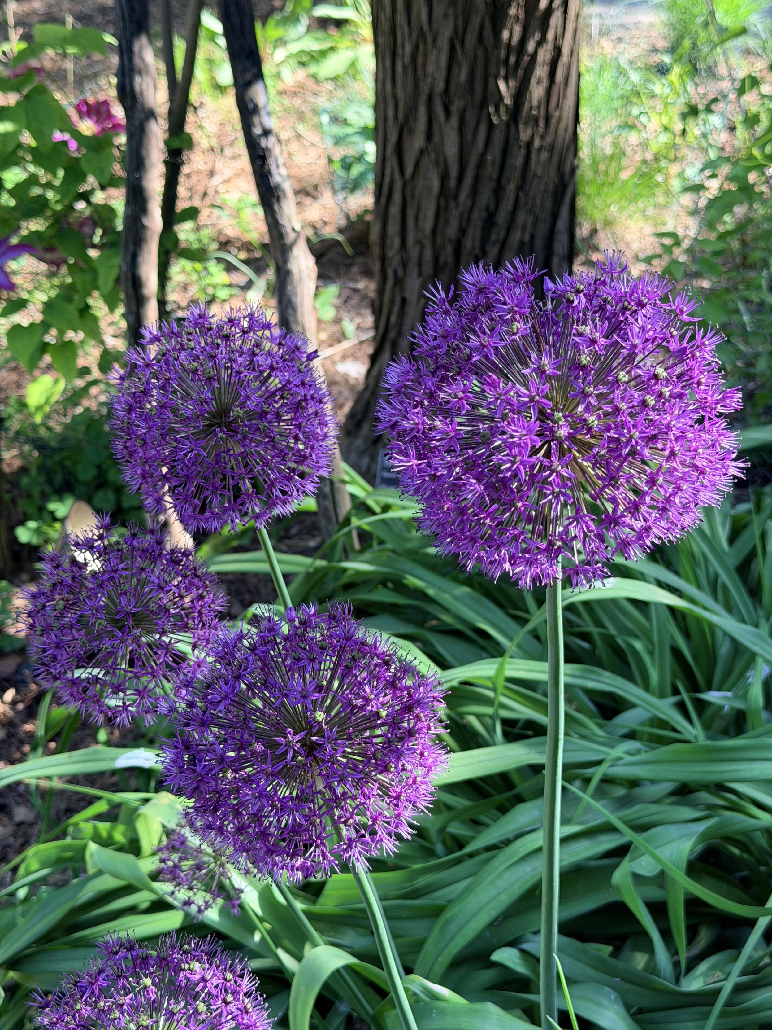Purple Ornamental Onion