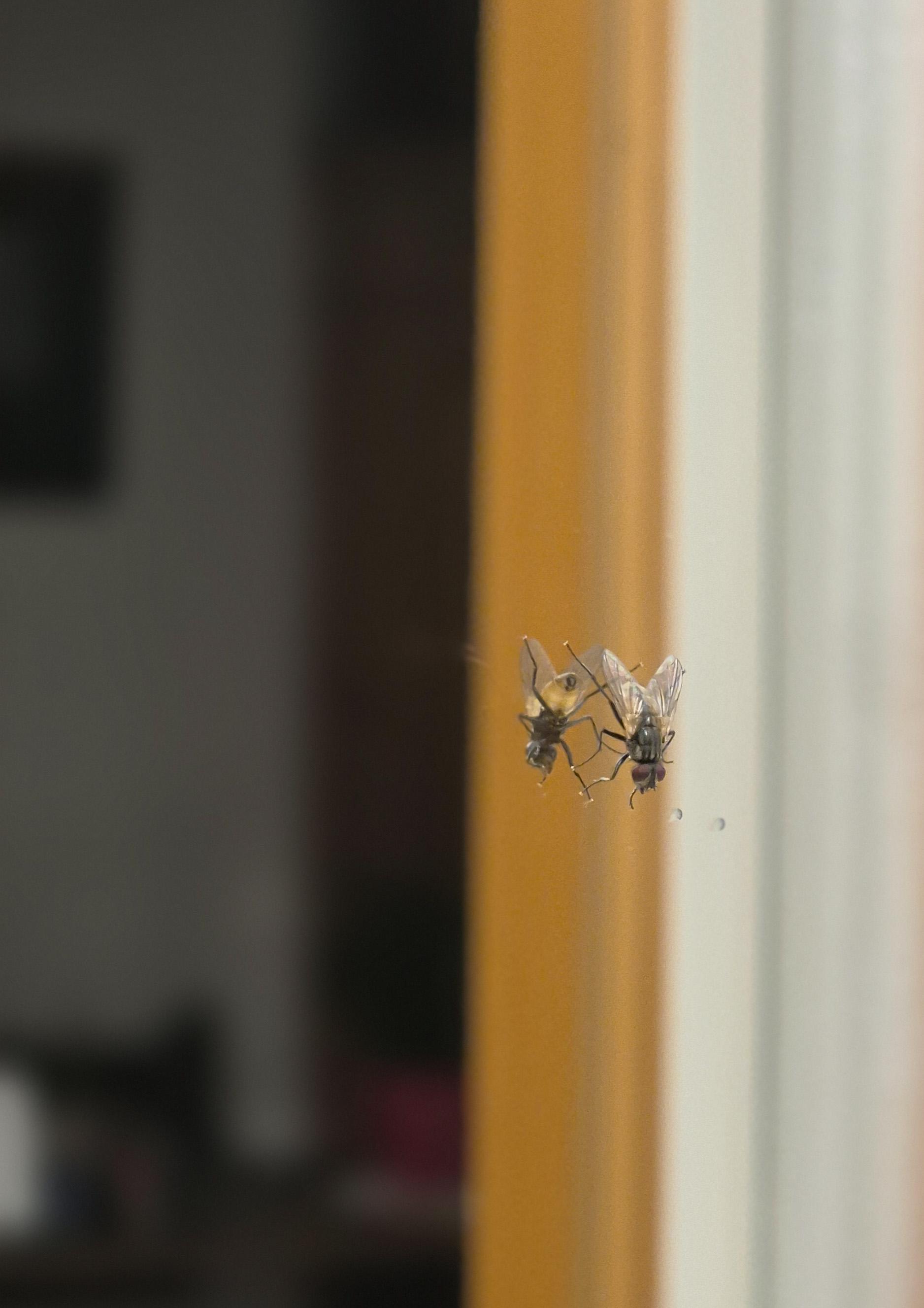 Eine sich spiegelnde Fliege vor verschwommenem Hintergrund. /
A fly’s reflection against a blurred background.