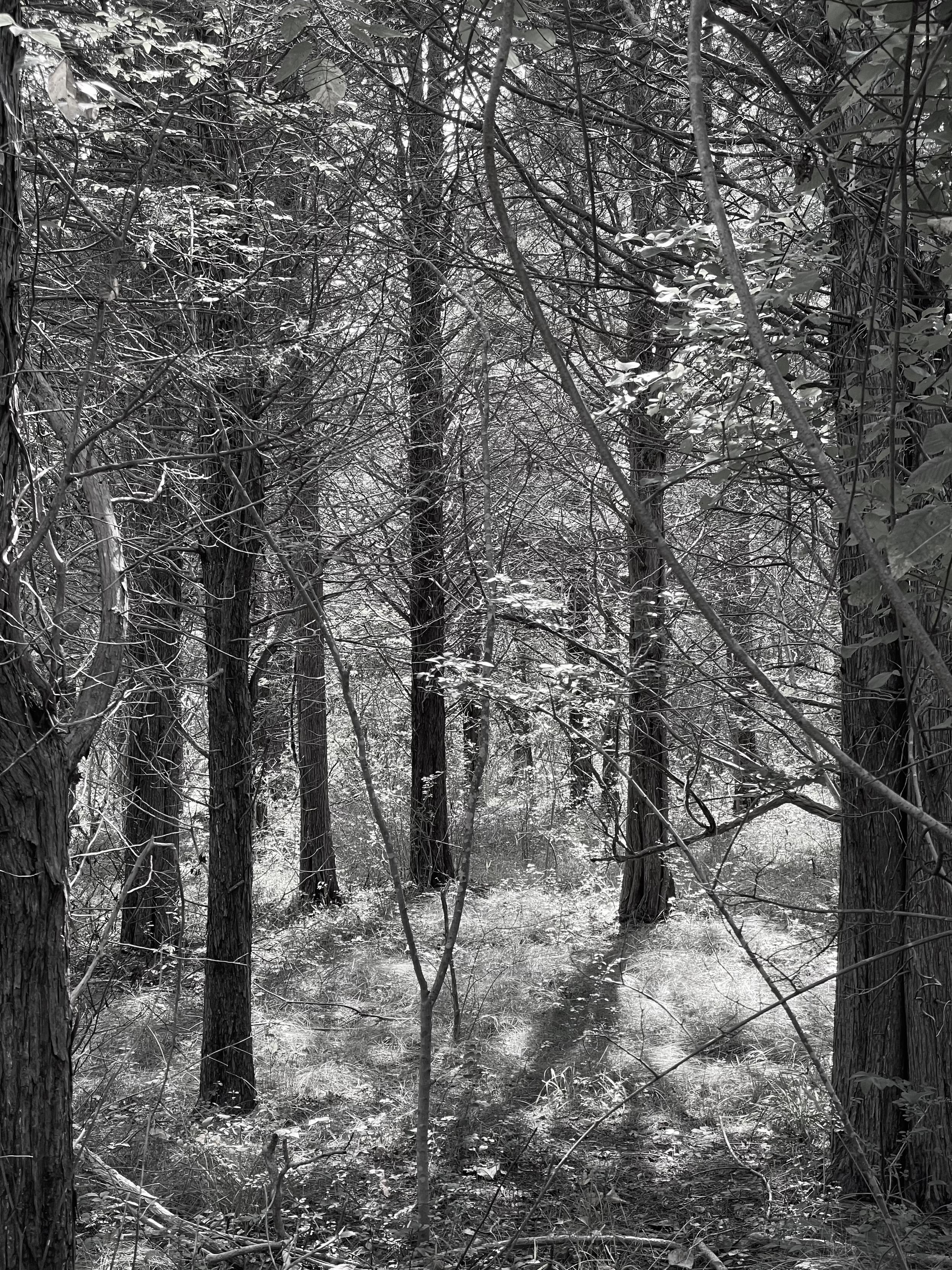 A (mostly) black and white photo of a coastal forest in Long Island with late summer sunlight illuminating the dry grass on the forest floor.