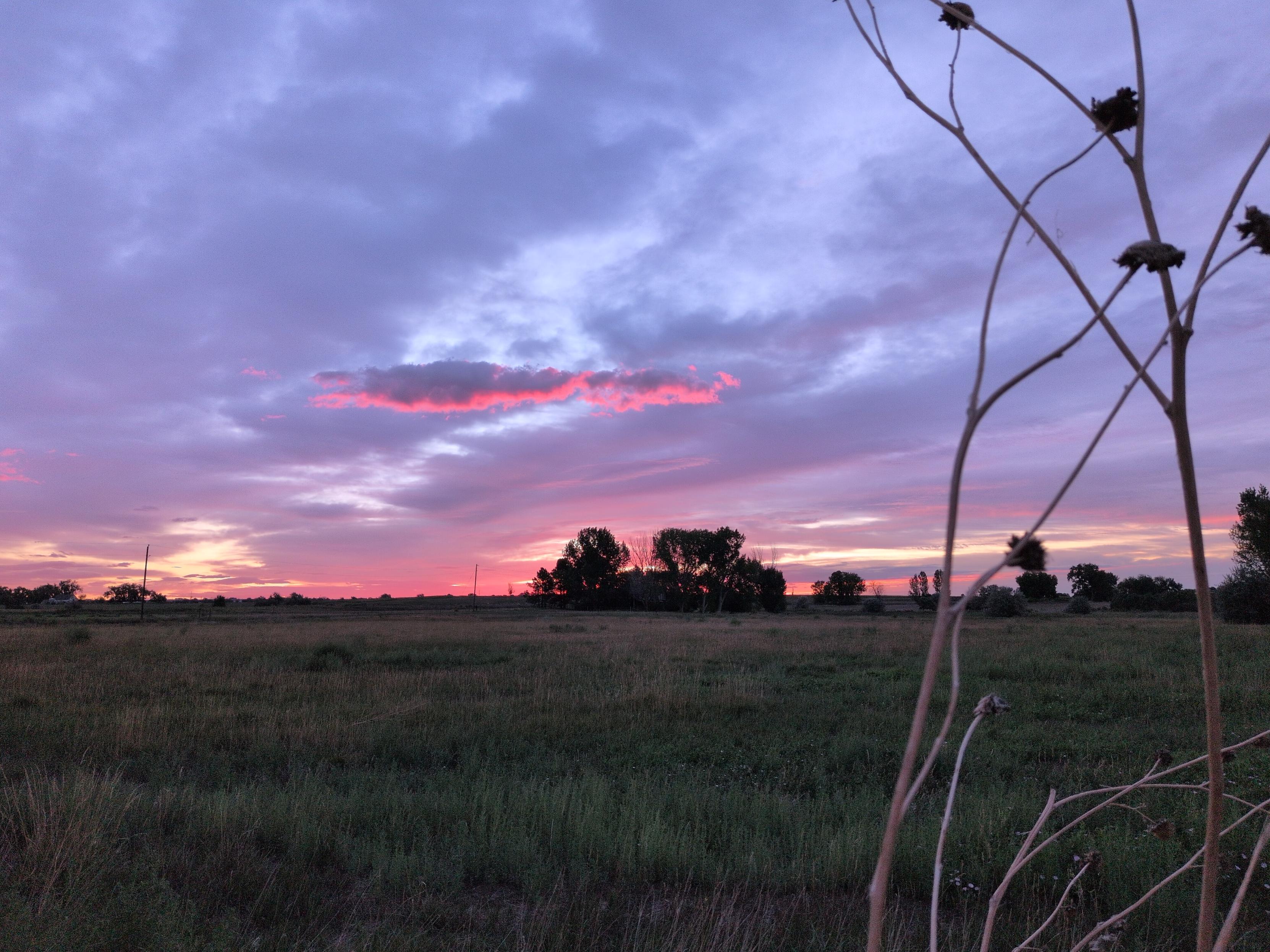 Looking east, the sun is still low and obscured by moderate cloud cover, creating an impossible looking pink and purple background to silhouetted trees in the distance. In the foreground, the dried remains of sunflower stalks frame the sunrise.