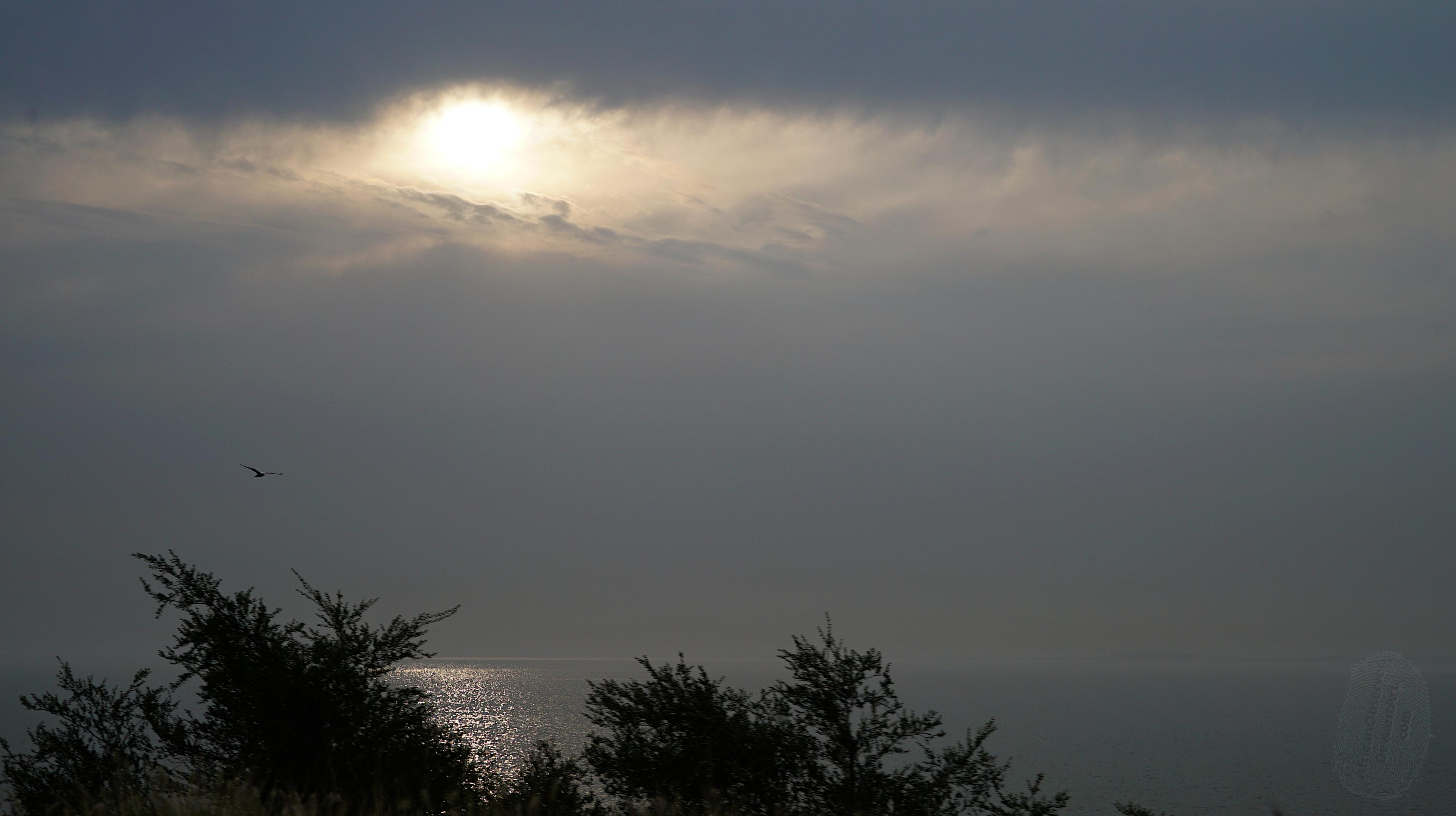 A foggy grey seascape, with some green bushes in the foreground. The sun has broken through a layer of cloud, and is reflecting on the sea. A gull flaps its way into the image.