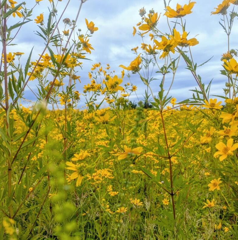 A vast field of wild yellow daisy-like flowers stretching to the horizon under a...