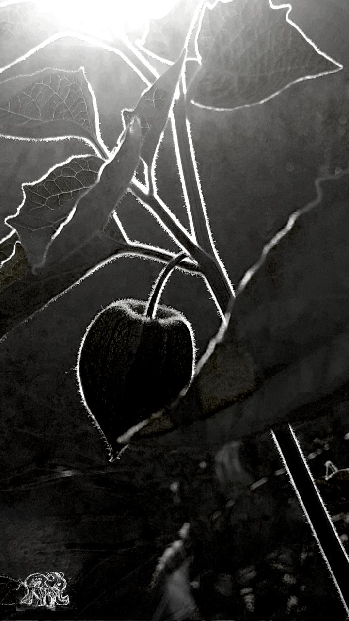 Physalis im Gegenlicht. Die feine weiße Behaarung der Stängel machts möglich.