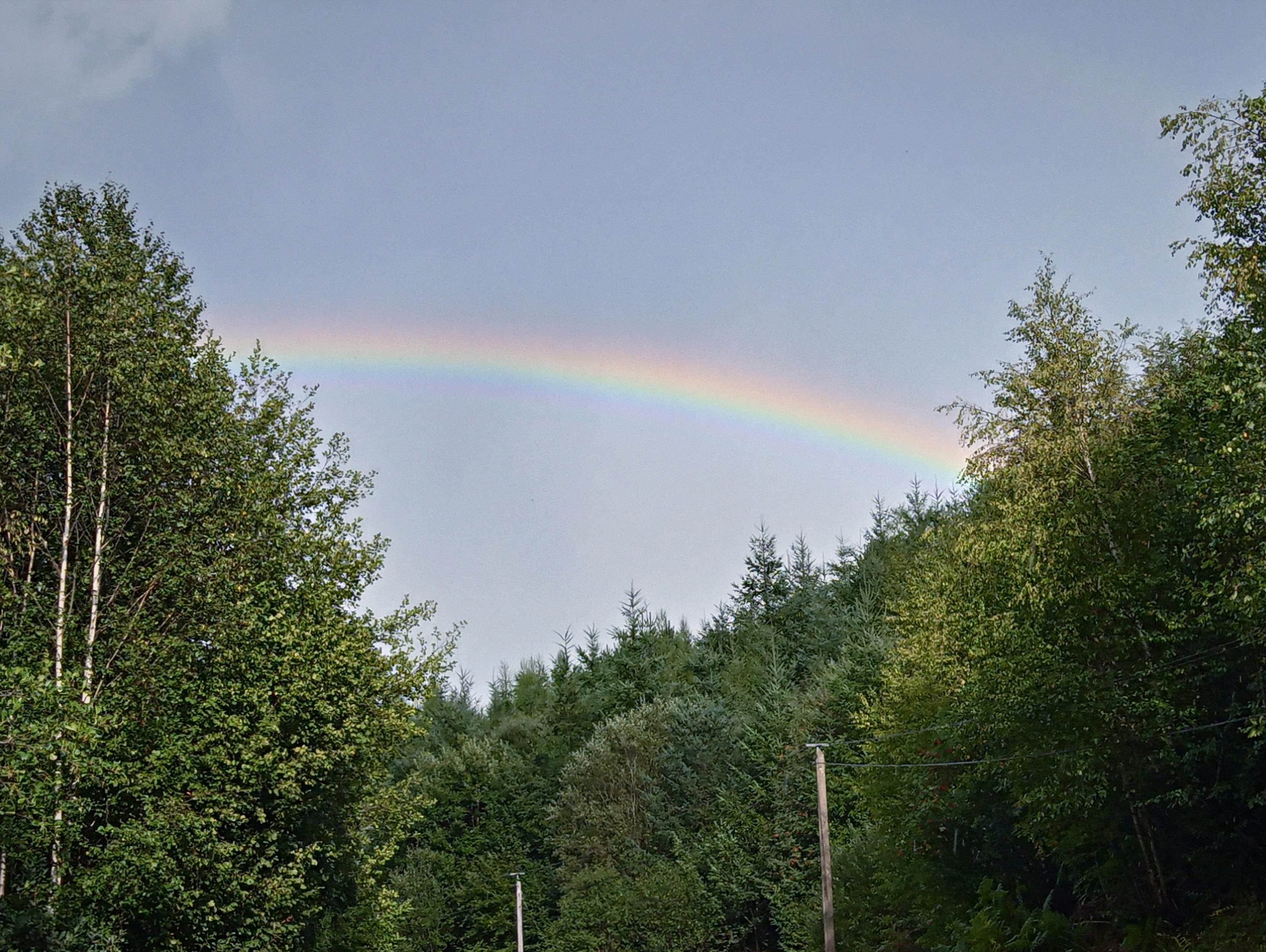 A thick band of rainbow across a notch of dull blue visible sky - tall silver birches on the left, and a rising hillside of pines on the right. Telegraph poles along the bottom mark a road just out of the shot.