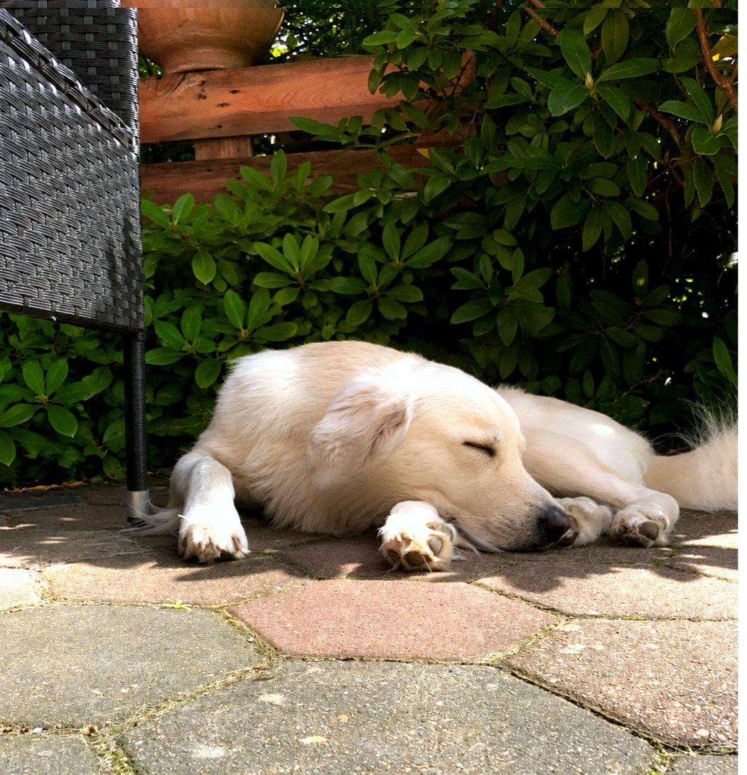 A photo of a young white dog taking a nap, surrounded by green bushes.