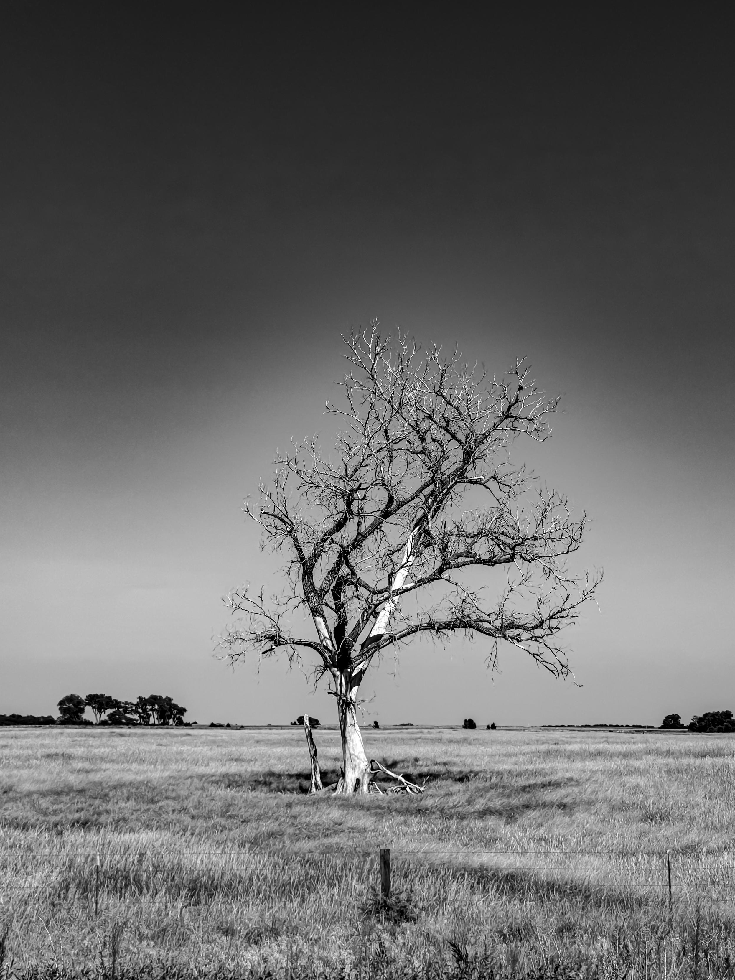 A solitary, leafless tree stands in a vast, open field under a clear sky, captured in black and white.