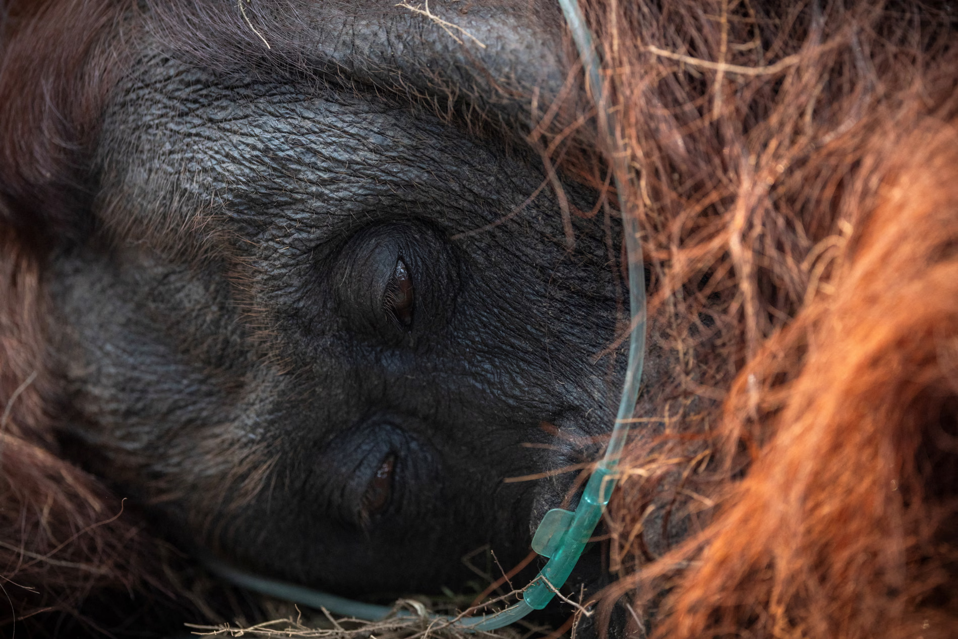 An orangutan lies on its side as it receives emergency treatment.