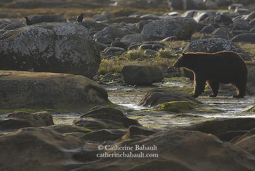 Black bear walking on a rocky shoreline at sunrise.