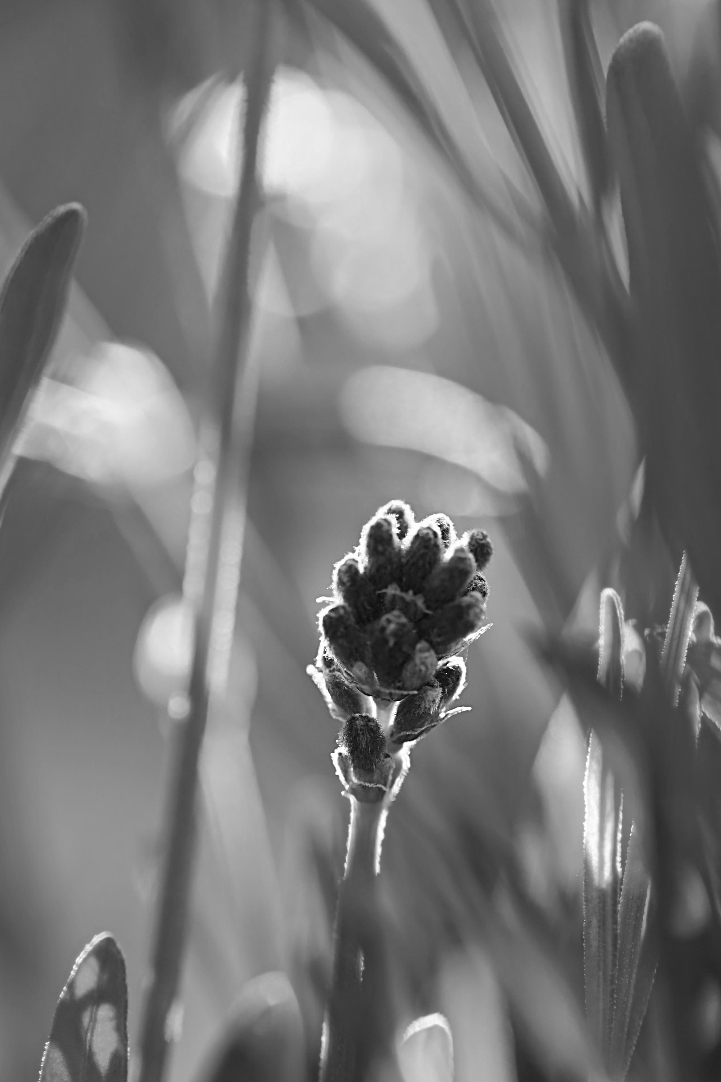 Schwarzweiss-Foto einer Lavendel-Knospe im Umfeld der bereits größer gewachsenen anderen Lavendel-Pflanzen bei Gegenlicht durch die aufgehende Sonne.