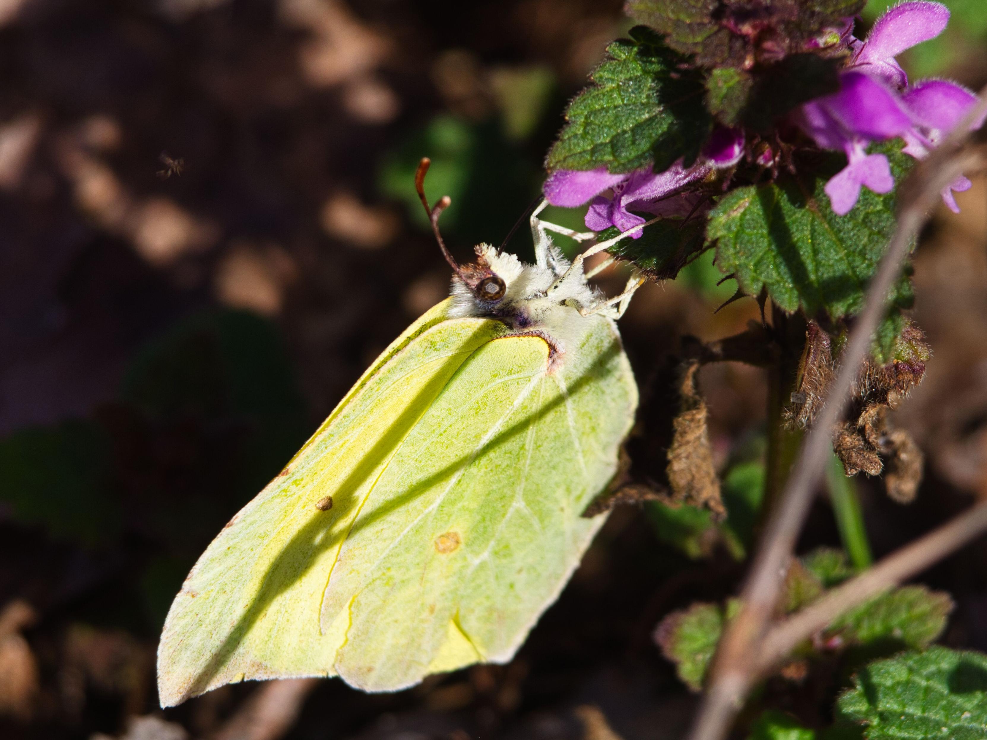 A pale yellow brimstone butterfly with folded wings perched on purple dead-nettle flowers, its long proboscis extended toward the blossoms.