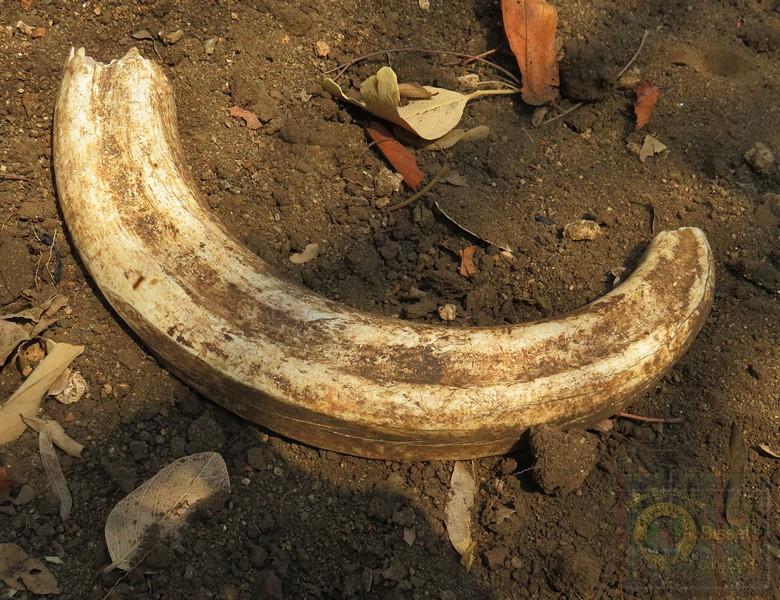 Found this big Warthog tusk in Marloth Park. Think the leopard got it. .