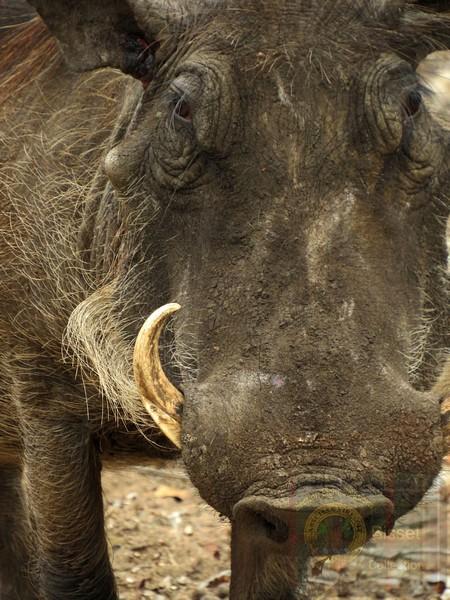 The tusks on this guy are a bit smaller than the one I found. That one found in a dry riverbed, searched for the other one and the skull for hours, no luck.
Oh. This is a Warthog. Ugly but lovable