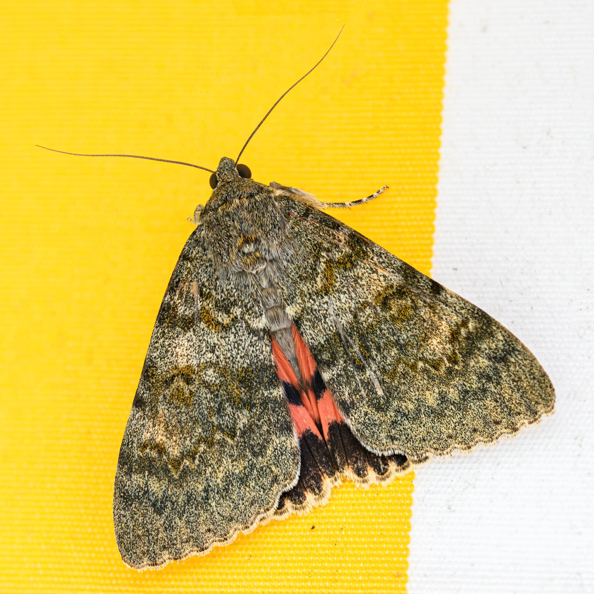 A large moth seen from above, sitting on a yellow and white awning. The moth is patterned in various shades of brown on its forewings, which are slightly separated at the bottom to reveal the red and black hindwings. Normally the moth will hide this colourful part during the day to remain inconspicuous.