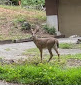 Photo of a deer with small antlers staring at the camera. The deer is standing on a patch of green lawn with part of a driveway behind it, as well as low, brown and green scrubby vegetation and part of a brown stucture.