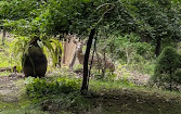 Photo of a deer staring at the camera from behind a small tree trunk amidst other green vegetation.