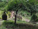 Photo of a young deer walking up a small hill. The deer is behind a small tree trunk amidst other green vegetation.