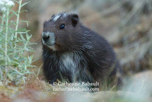 Posted media