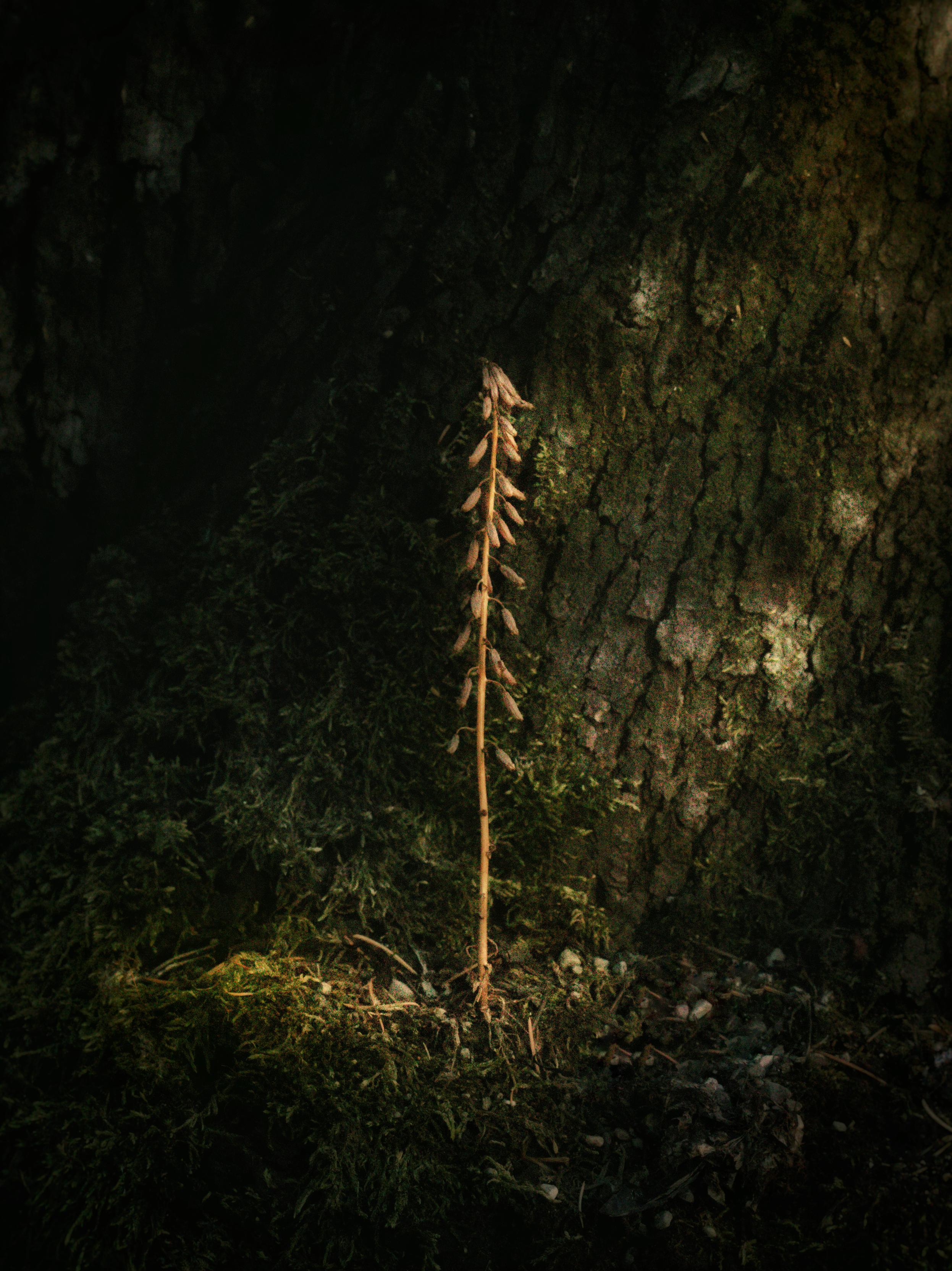 A photo of a stalk of coralroot at the base of a tree. It is illuminated by sunlight. Around it you can see treebark and moss.