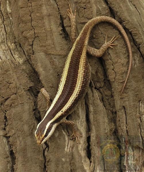 Skink Lizard. Have a lot of these in my little garden, that is why the Spotted Bush and Yellow Bellied Sand snakes com often. Food.