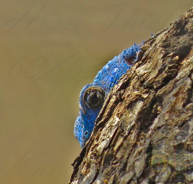 A lizard with a blue head... portrait