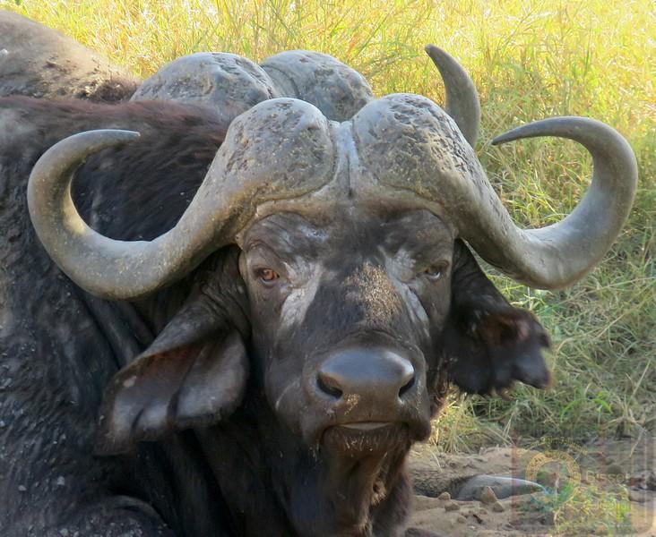 A very dangerous cow!!! One of the Big Five. Cape Buffalo