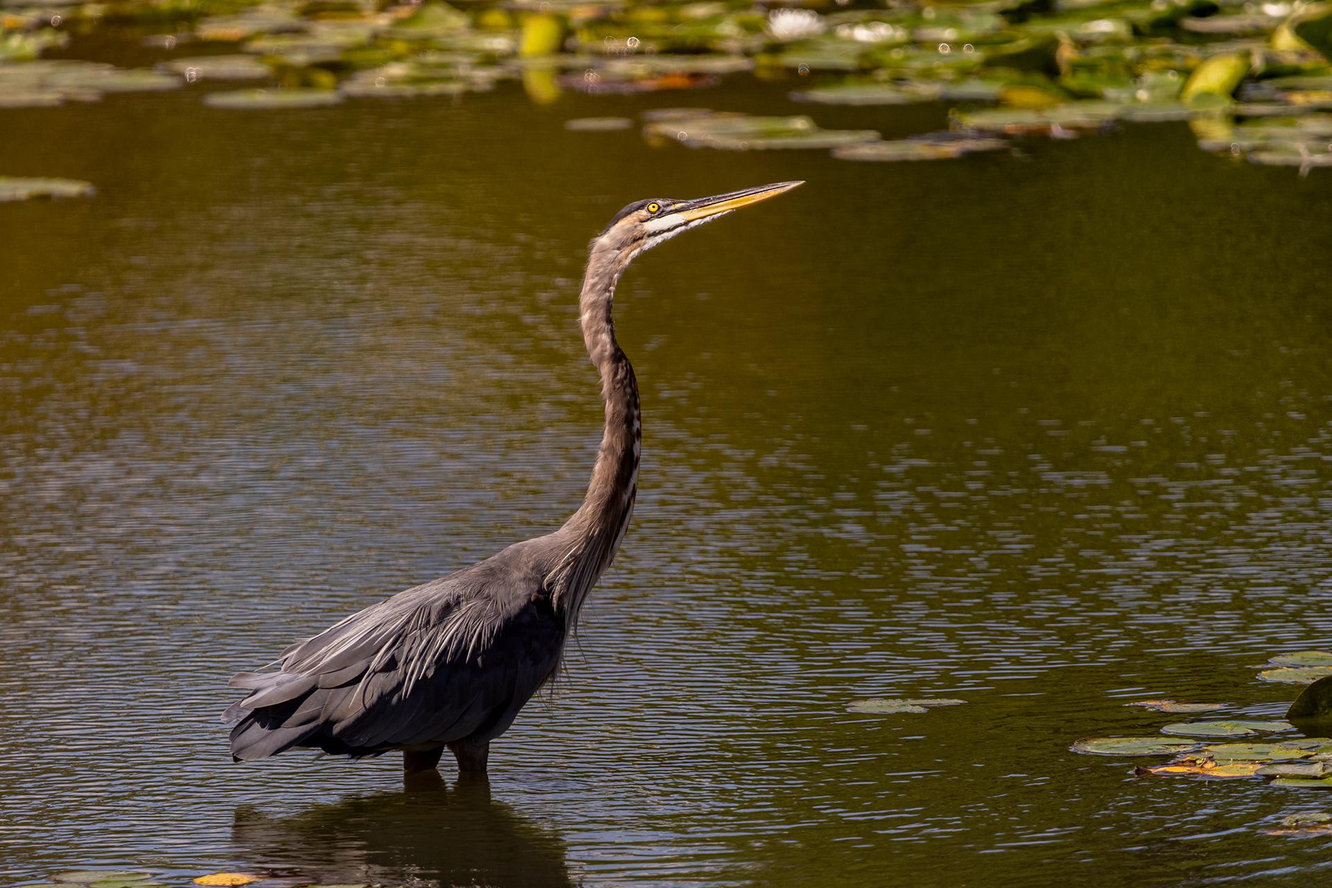 Great Blue Heron looking up to the sky at birds passing over.