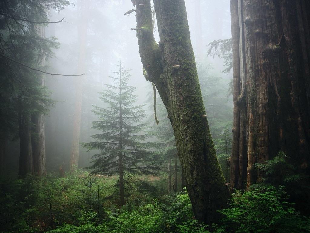A dense forest scene shrouded in mist, featuring tall trees, including a moss-covered trunk and a smaller evergreen in the foreground. The atmosphere is serene and mystical, with lush greenery and the soft diffusion of light through the fog.