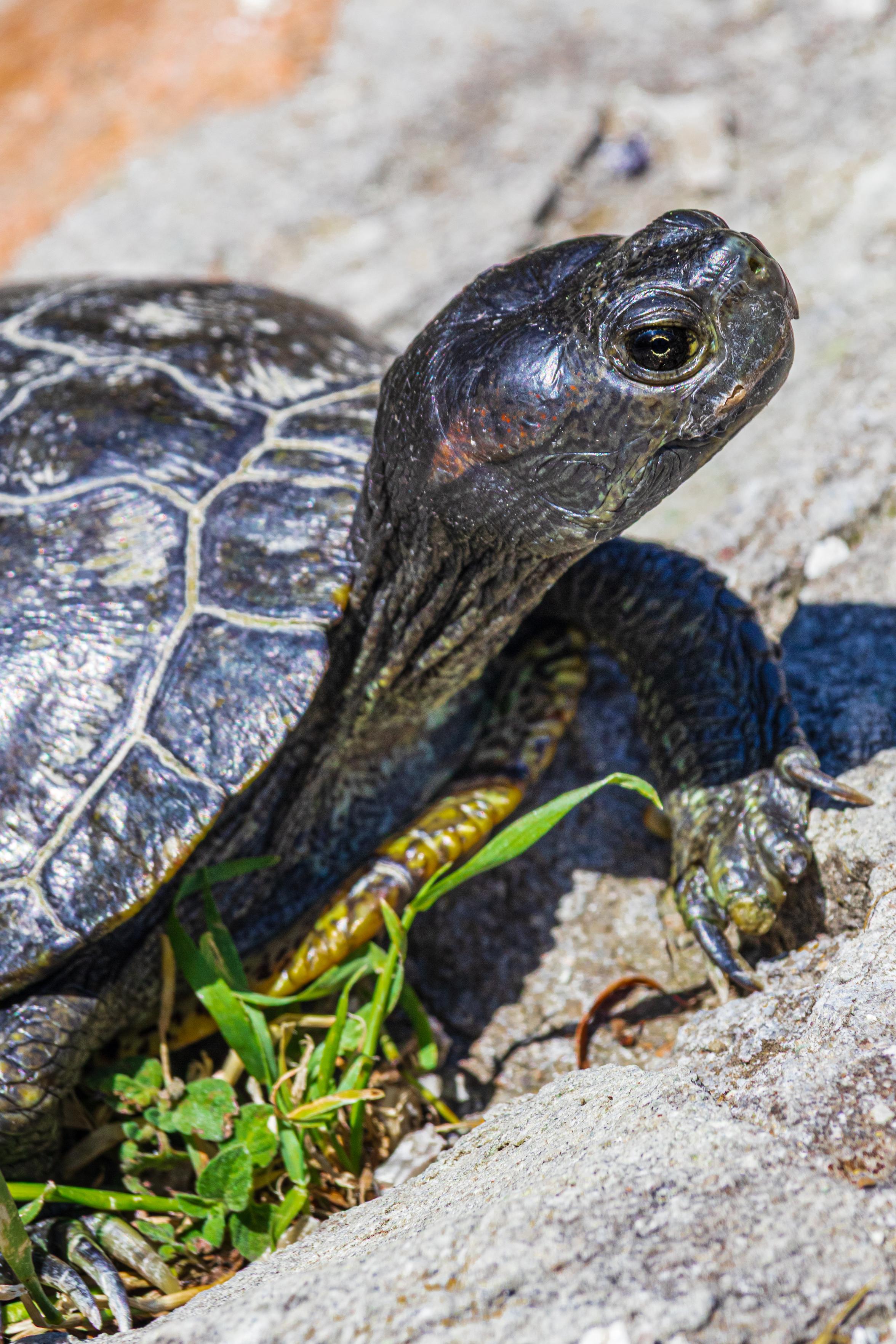 A close-up photo of a turtle taken from its side.