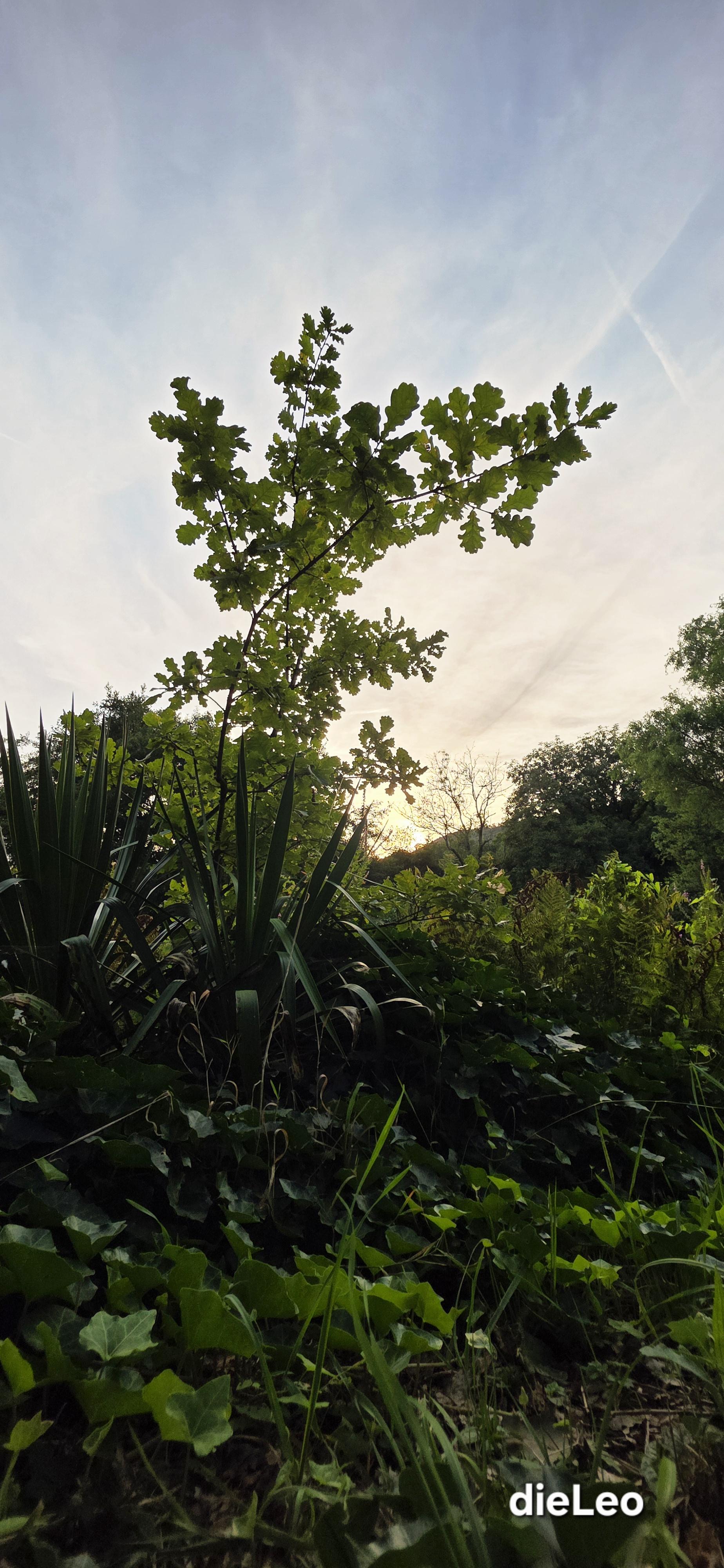 Abendstimmung am Teich