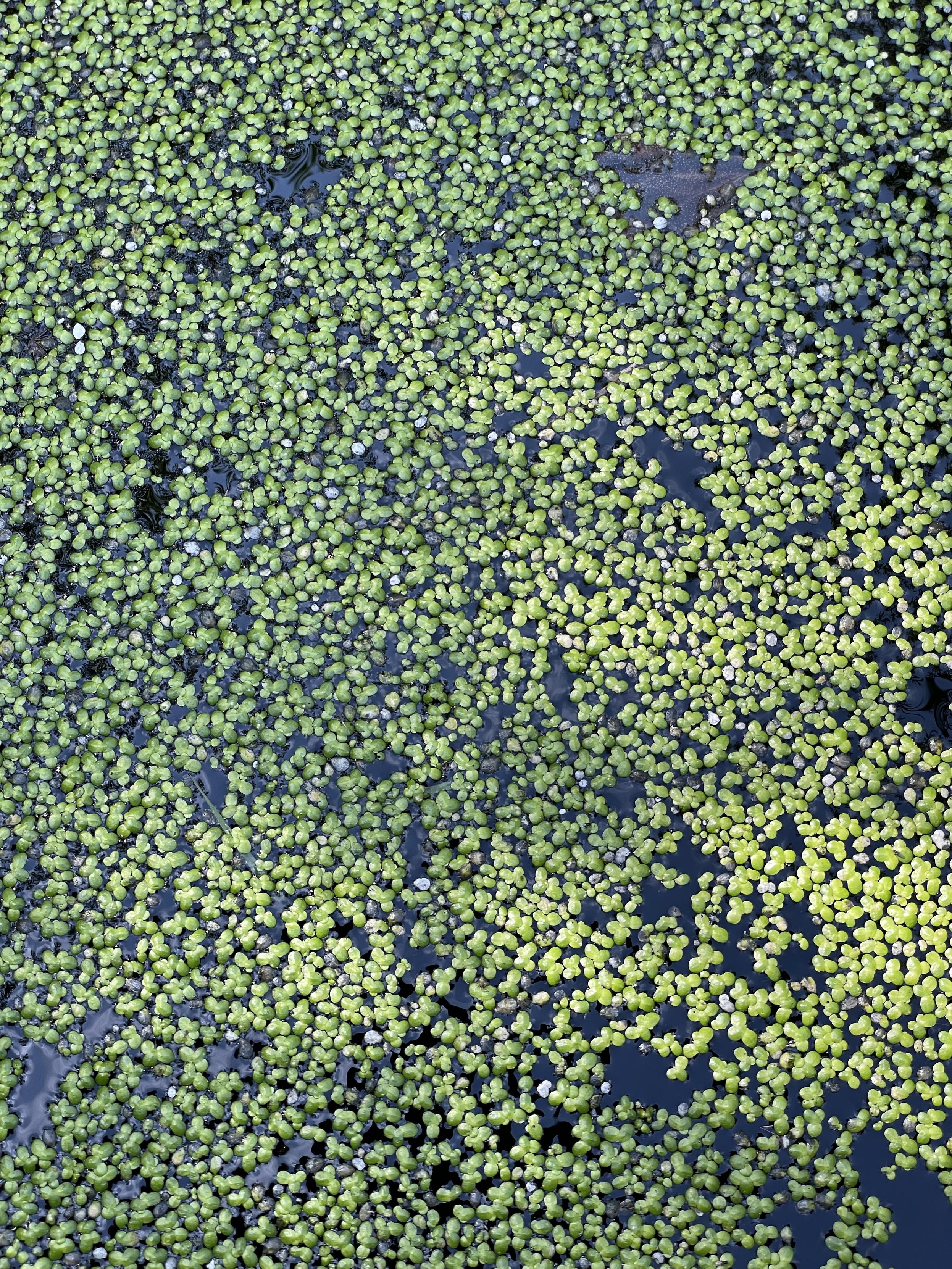 Surface of a pond almost entirely covered in tiny, green leaves of duckweed.