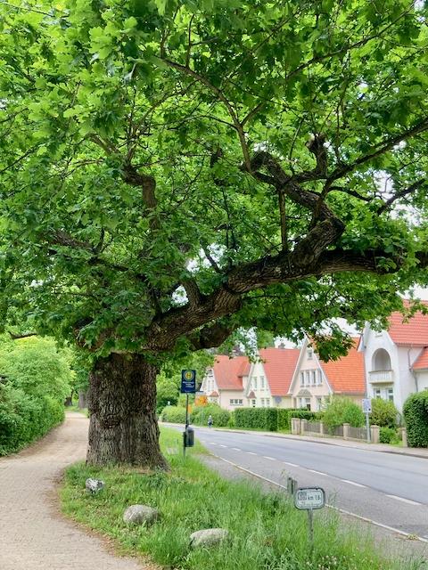 Old oak tree (whitout yellow ribbon) in Eutin Schleswig-Holstein Germany