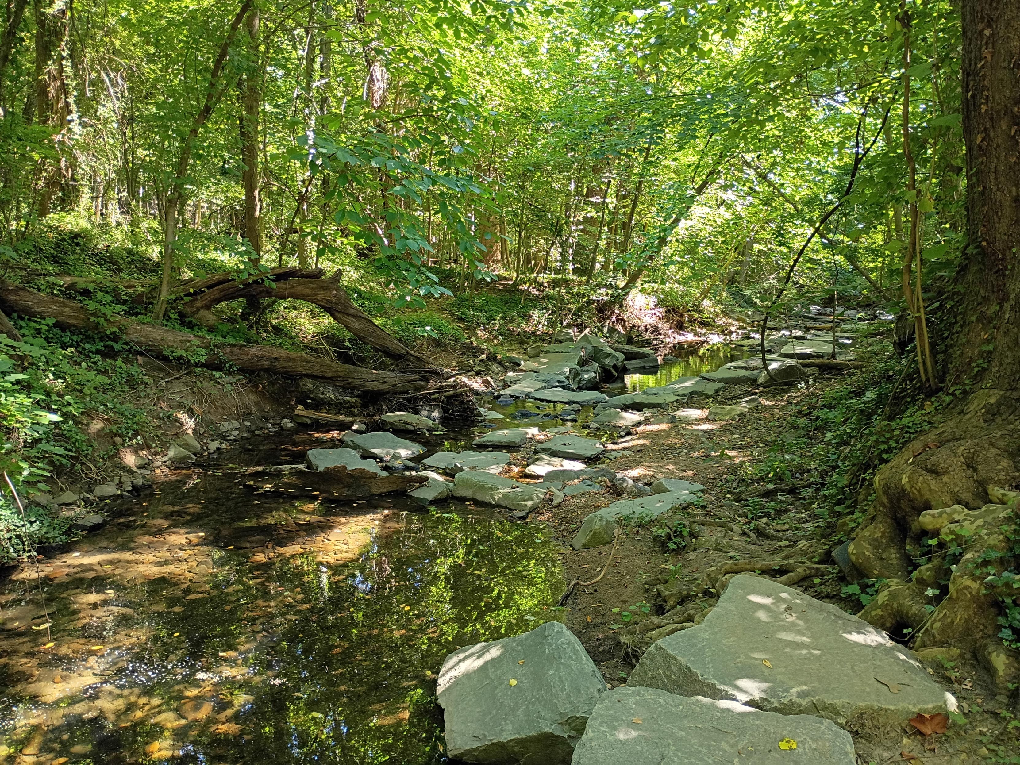 Nature landscape. On a sunny day, the light shines through heavy foliage to illuminate a thin water trail, laden with big stones to walk along the trail.