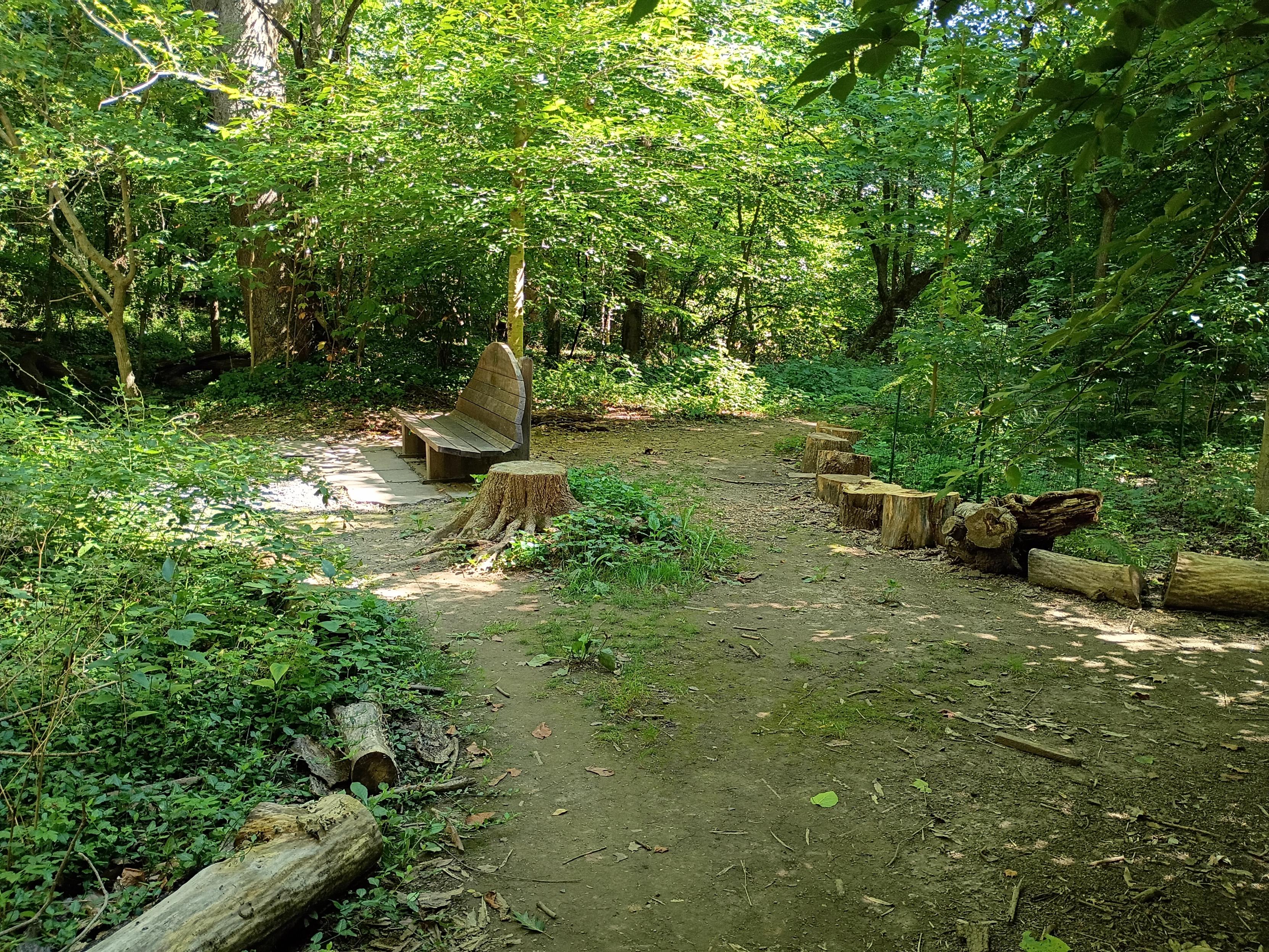 A smooth, wide dirt trail that leads to a short tree stump and a wooden bench. The sunlight shines on the landscape through the leaves of the tall trees.